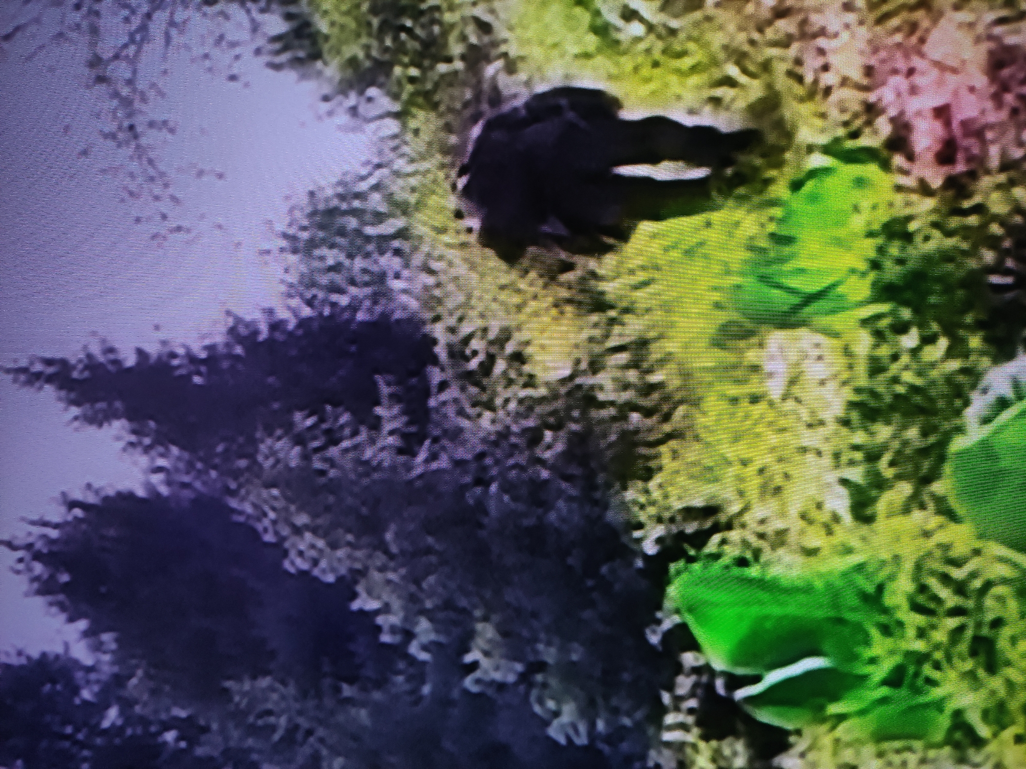 The image shows a patch of green vegetation, possibly grass or low-lying plants, with some darker, possibly black or dark brown, shapes partially obscuring it. There's a larger area to the left that appears to be darker, perhaps representing shadows or a wooded area. The colors appear somewhat distorted or filtered, with a yellowish tint to the vegetation and a purplish hue to the shaded area. The image lacks sufficient detail to definitively identify a location in Pavlodar, Kazakhstan, or provide further specific forensic details.