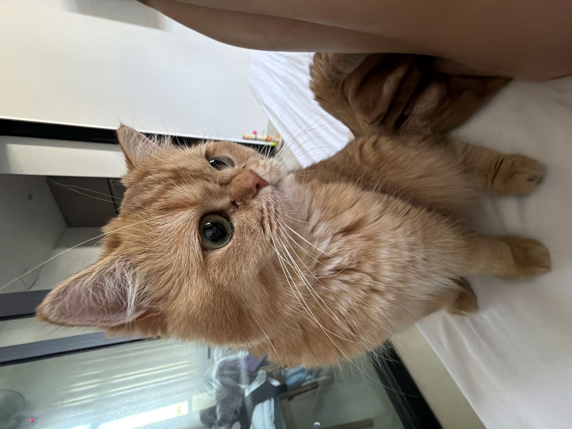 An orange tabby cat with green eyes sits on a white surface, looking to its right. The cat's fur is long and fluffy, and it has prominent white whiskers. A person's leg, with tanned skin, is visible on the right side of the frame, partially obscuring the cat. In the background, a large window or glass door reflects light, showing a blurred interior with furniture and objects. The scene appears to be indoors, possibly a bedroom or living area. No specific location in Đà Nẵng, Vietnam, can be identified from the visual information provided.