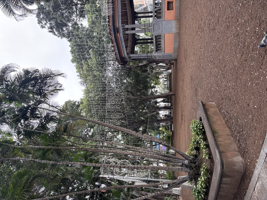 The image depicts a park or public square in Santa Cruz De Tenerife, Spain, under an overcast sky. In the immediate foreground, a rectangular concrete planter box contains multiple slender palm saplings with exposed root systems and smaller green leafy plants. The ground covering the majority of the scene is dark reddish-brown earth or mulch.
To the right, a multi-sided bandstand with a dark, possibly tiled, roof supported by ornate grey pillars is visible. Its lower structure consists of a grey stone base and an orange-painted section. Overhead, numerous strands of white festive string lights are suspended, forming a canopy across the park. On the left side of the frame, a cluster of tall palm trees rises from the ground, their trunks extending towards the upper left. A large, white, spiraling light decoration is erected behind these palm trees.
In the mid-ground and background, dense green foliage from various trees is prominent. Scattered among the distant trees, several indistinct human figures are visible, standing or walking. A single pigeon is partially visible in the bottom right corner, appearing to be on the ground. Hints of urban architecture are discernible through the trees in the far background.