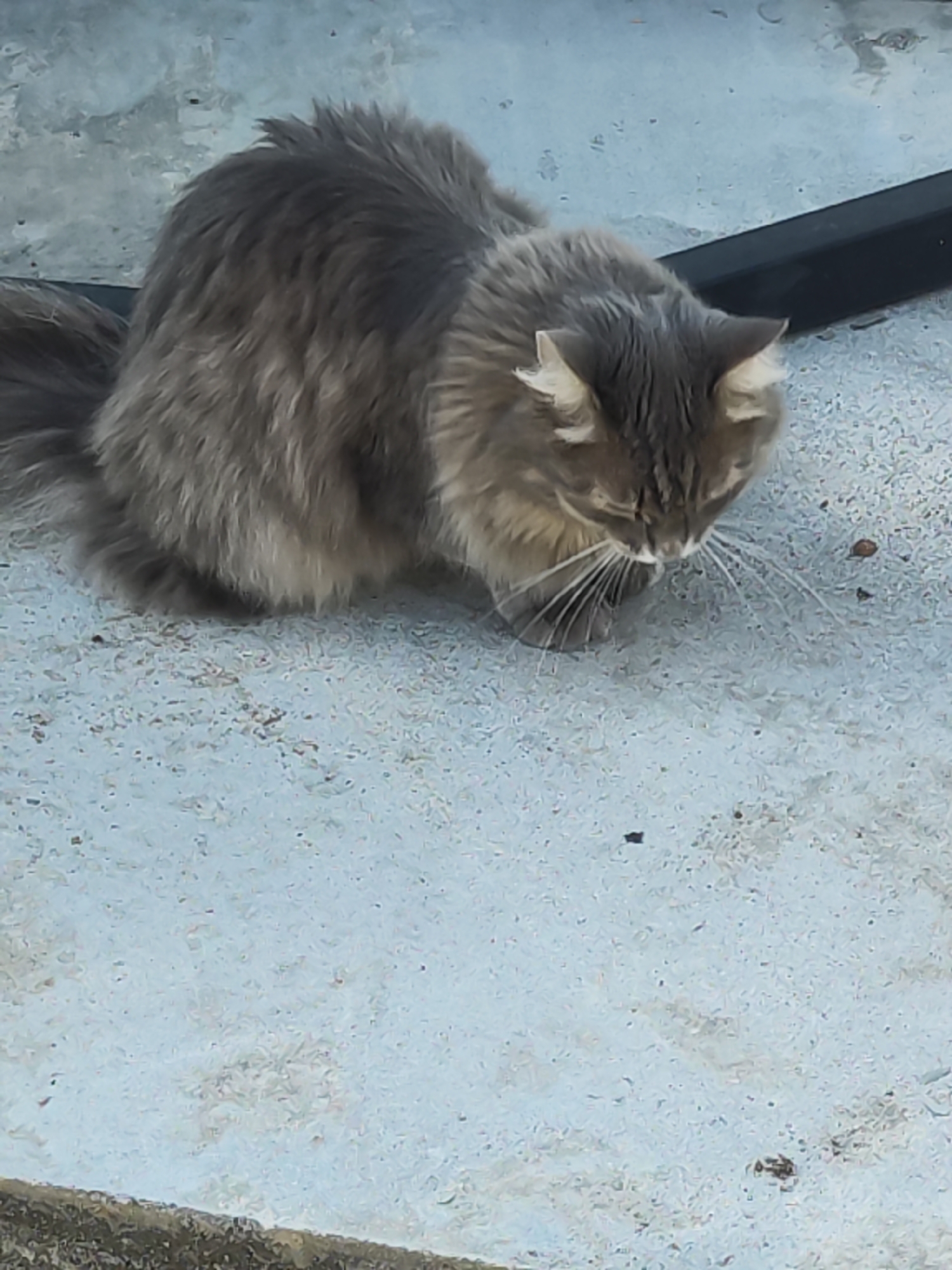 A medium-sized, gray, long-haired cat is standing on a light gray surface. The cat is looking down. A black, rectangular object is visible behind the cat. The location appears to be an outdoor, potentially urban environment, but specific details tying it to Chaikovsky, Russia are not discernible from the image.