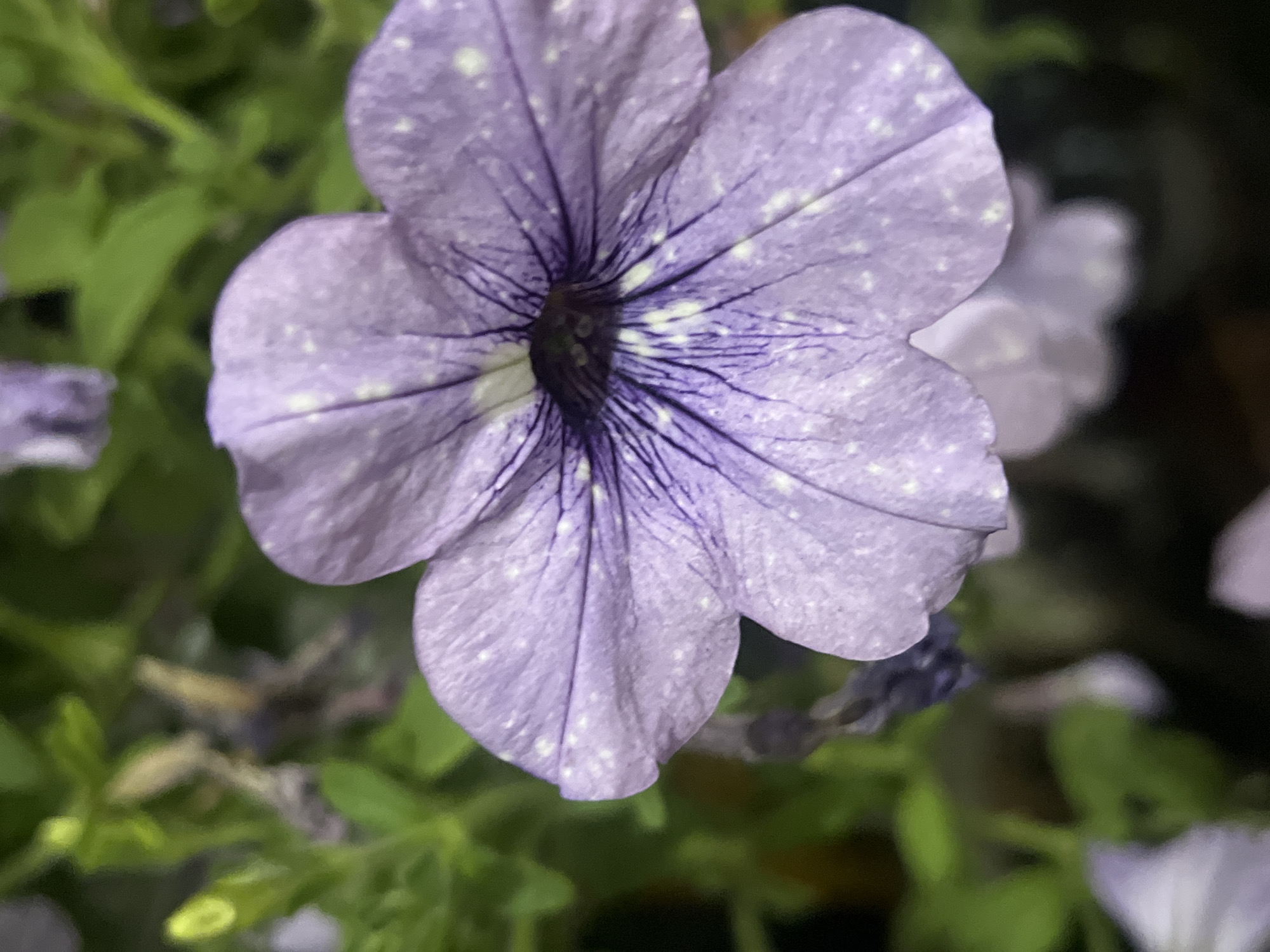 A close-up, eye-level, medium shot captures a purple petunia flower in full bloom, set against a blurred green foliage background. The petunia is characterized by its five distinct petals, each adorned with delicate purple veins radiating from the dark center. Small, irregular white speckles are scattered across the surface of the petals, adding a unique speckled pattern. The lighting is soft, highlighting the texture and subtle color variations of the flower. The image composition focuses on the intricate details of the flower, with the surrounding environment providing a muted context. The location in Zarudyntsi, Ukraine, is not visually discernible from the image itself. There are no people, actions, or interactions depicted.