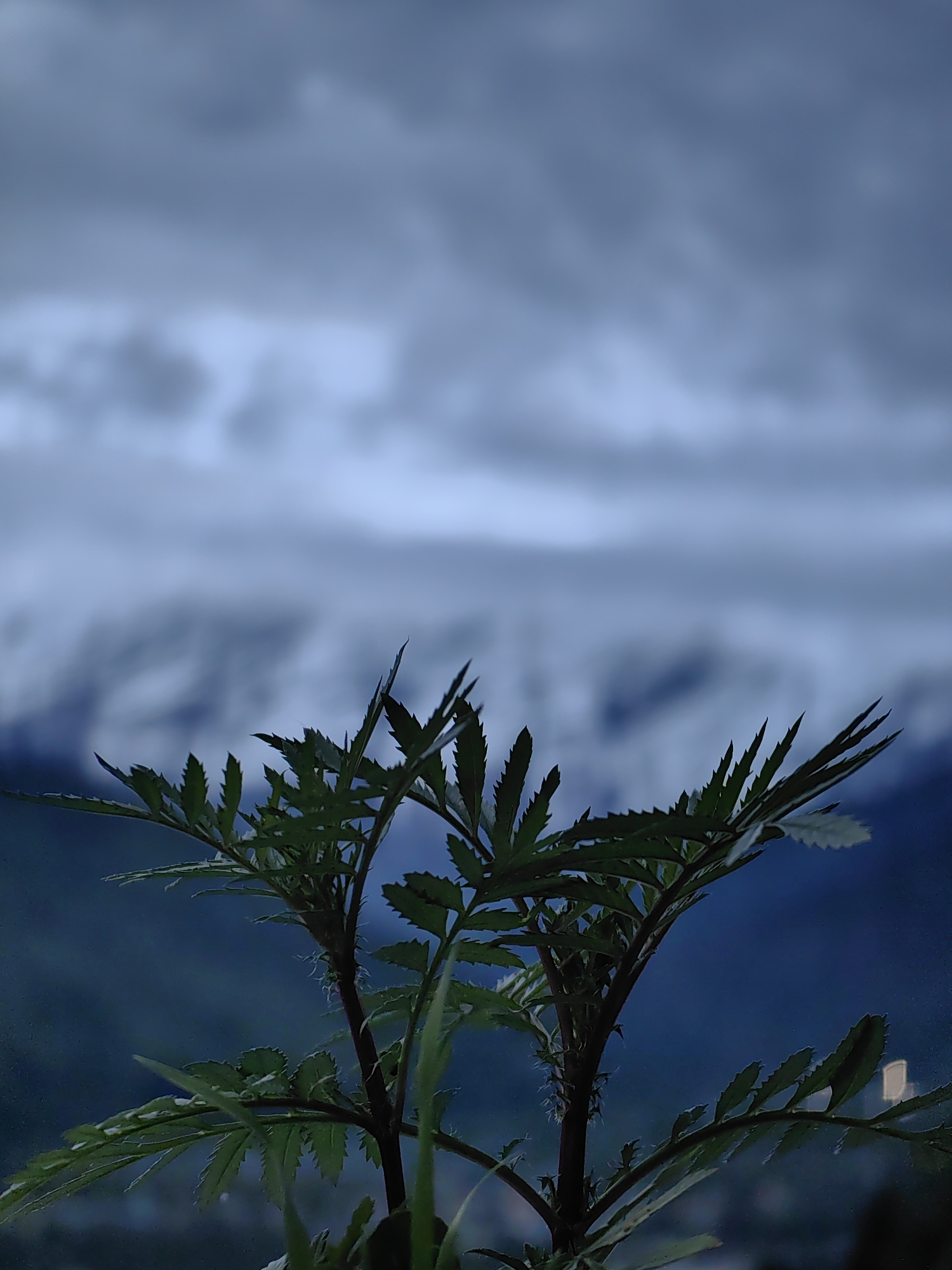 In Vashisht, India, this low-angle, close-up photograph focuses on a leafy green plant in the foreground. The plant, with its serrated leaves and thin stems, is positioned centrally against a backdrop of blurred, overcast skies. In the mid-ground, a soft focus reveals distant mountains, possibly snow-capped, that blend into the muted blue of the sky. The lower portion of the image shows a faint hint of lights, suggesting a settlement below, further contributing to the serene, twilight ambiance.