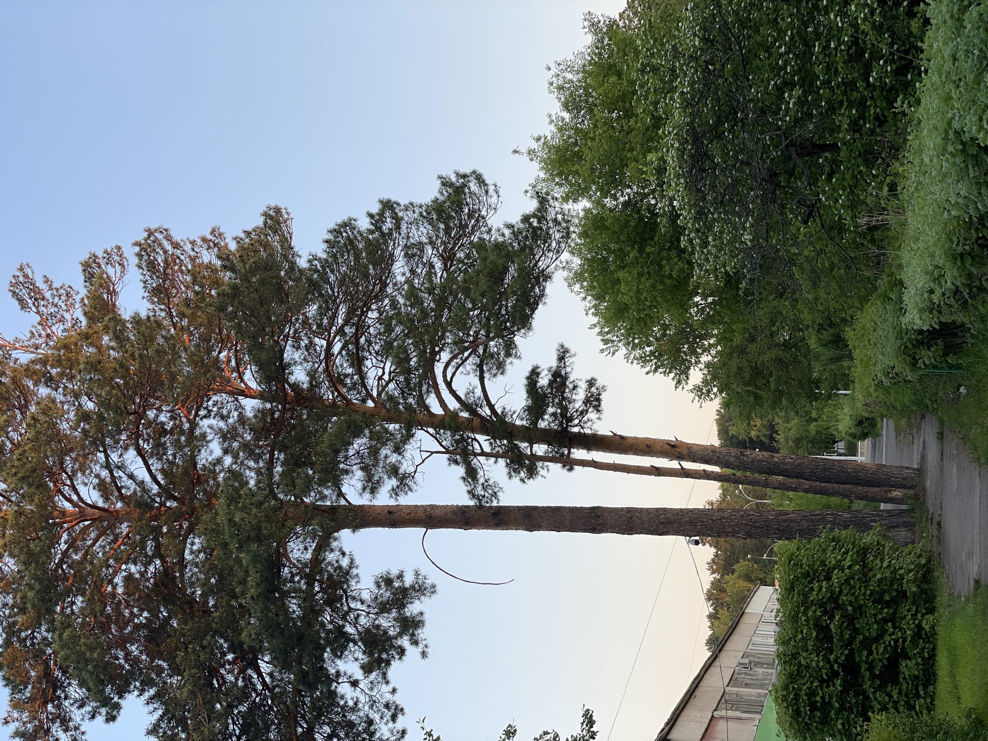 The image presents an outdoor urban or suburban scene in Zheleznogorsk, Russia, dominated by trees and a clear sky. The sky transitions from a light, clear blue at the top to a pale, warm yellow-orange hue near the horizon, suggesting either late afternoon or early evening light.
On the left side of the frame, several tall, slender pine trees stand prominently. Their trunks are dark with reddish-brown bark, and their dense green, needle-like foliage forms irregular crowns against the sky. One of these tree trunks has a small, dark security camera mounted on it, pointing towards the right. Below the pine trees, a low-rise building or structure with multiple windows is partially visible, mostly obscured by a dense, dark green bush in the foreground. A small section of a green awning is also visible near the bottom left.
On the right side, a thick line of deciduous trees and bushes creates a vibrant green border. The foliage exhibits various shades of green, with one notable tree in the mid-ground appearing to have numerous small white blossoms or berries. A paved sidewalk or pathway runs along the right edge of the image, appearing to follow the line of trees. In the background, further greenery and faint suggestions of distant structures can be seen.
There are no people visible, and no specific activities or events are taking place. The scene appears still and tranquil. No visible text is present in the image. The clear sky indicates calm weather conditions.
