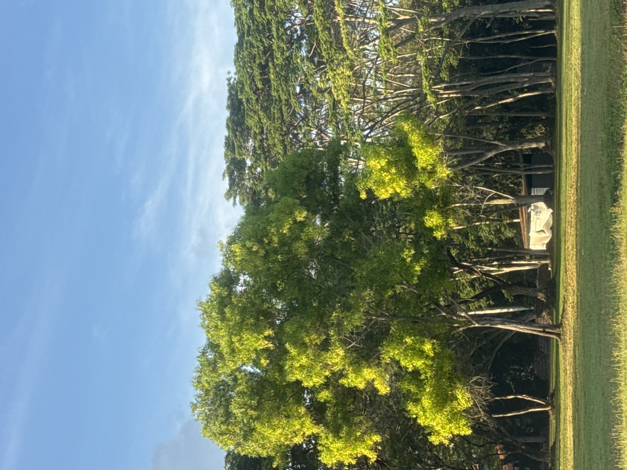 The image captures a serene outdoor landscape under a clear, bright blue sky with faint wispy white clouds. The scene is dominated by various shades of green foliage and a strip of green grass.
In the foreground, a vibrant patch of neatly mown green grass stretches across the bottom of the frame, bathed in sunlight. A large, prominent tree with a full canopy of bright, light-green leaves stands towards the left, its foliage intensely illuminated by the sun, suggesting a clear, sunny day, possibly morning or late afternoon.
Behind this tree, and extending across the mid-ground, is a dense line of taller, slender trees with darker green leaves and visible, sturdy trunks, forming a natural backdrop. Through the branches of these background trees, particularly on the right side, a light-colored, possibly white, object is partially visible. Its precise form is indistinct due to obstruction by the foliage, but it appears to be a stationary structure, perhaps a small building or covered equipment.
There are no people or discernible activities taking place, contributing to the tranquil atmosphere. The lush greenery and bright weather are consistent with a tropical or subtropical environment. No text is visible within the image.