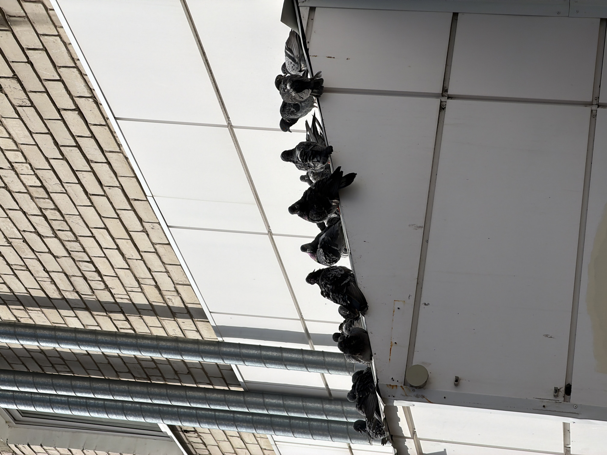 View looking up. A row of pigeons are perched on the edge of a white rectangular ledge. To the left of the ledge are metal pipes. Adjacent to the pipes is a brick wall. This location is Berezniki, Russia.