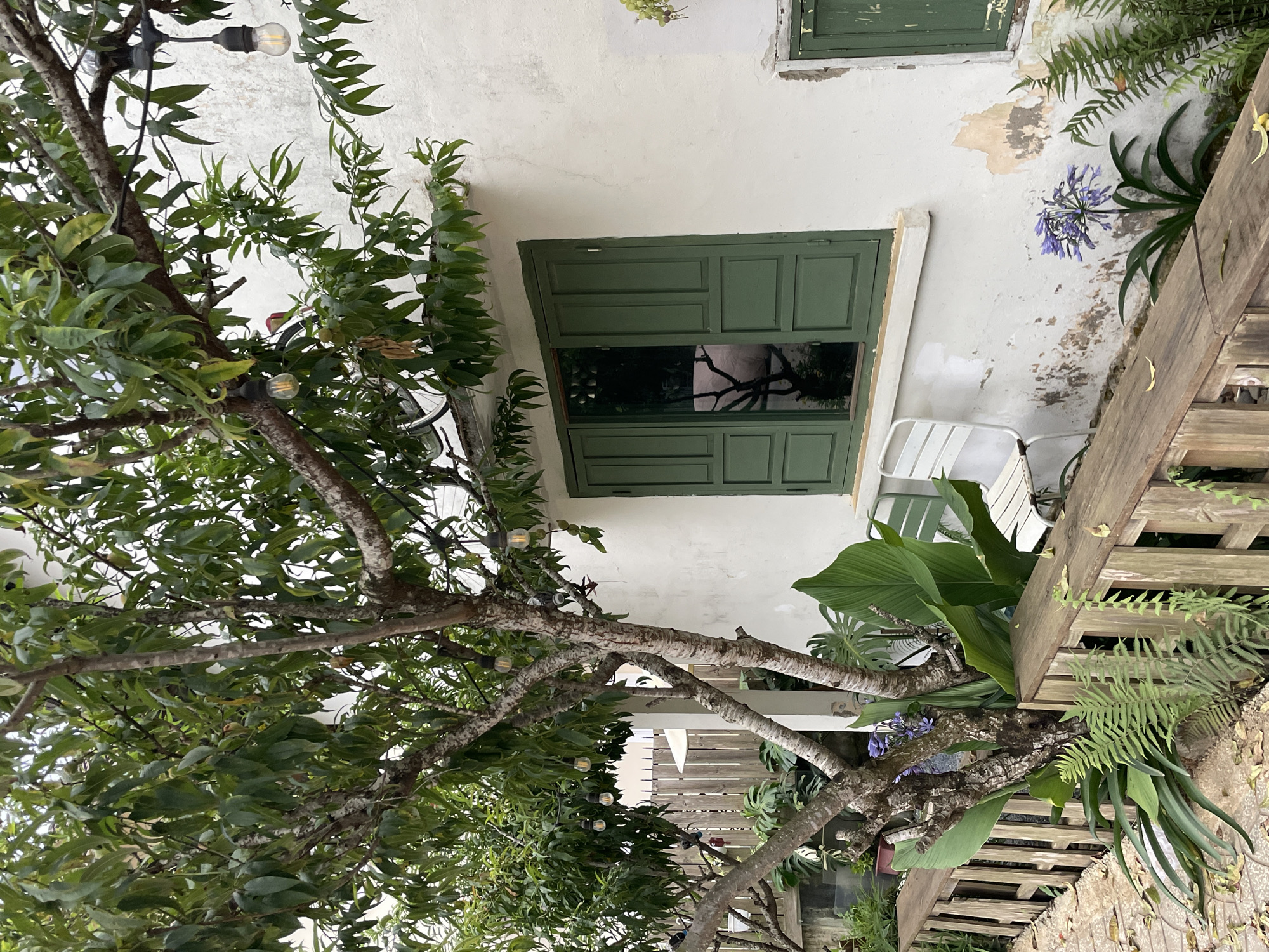 This image depicts an outdoor scene in what appears to be a garden or patio area. The primary subjects are a large tree with lush green leaves and gnarled branches, and a building with white, weathered walls and a green window. String lights are visible, hanging from the tree's branches, and several bulbs are illuminated, suggesting it may be dusk or early evening, or the lights are simply on for ambiance.
The building has a green-painted window with multiple panels, reflecting the tree branches. The wall of the building shows signs of age and wear, with peeling paint in some areas. To the right of the window, a flowering plant with delicate purple blooms and green foliage is growing against the wall, alongside some ferns.
In front of the building, there are two white chairs, one of which is partially visible. A wooden structure, possibly a deck or fence, runs along the right side of the image, made of weathered planks. The ground is paved with irregular stones.
The overall mood is peaceful and serene, with a touch of rustic charm. The greenery from the tree and plants creates a natural, inviting atmosphere. There is no visible text in the image. The location context suggests this is likely a view from a cafe or restaurant in Lâm Viên, Đà Lạt, Vietnam, possibly a popular tourist spot given the mention of "Lâm Viên."