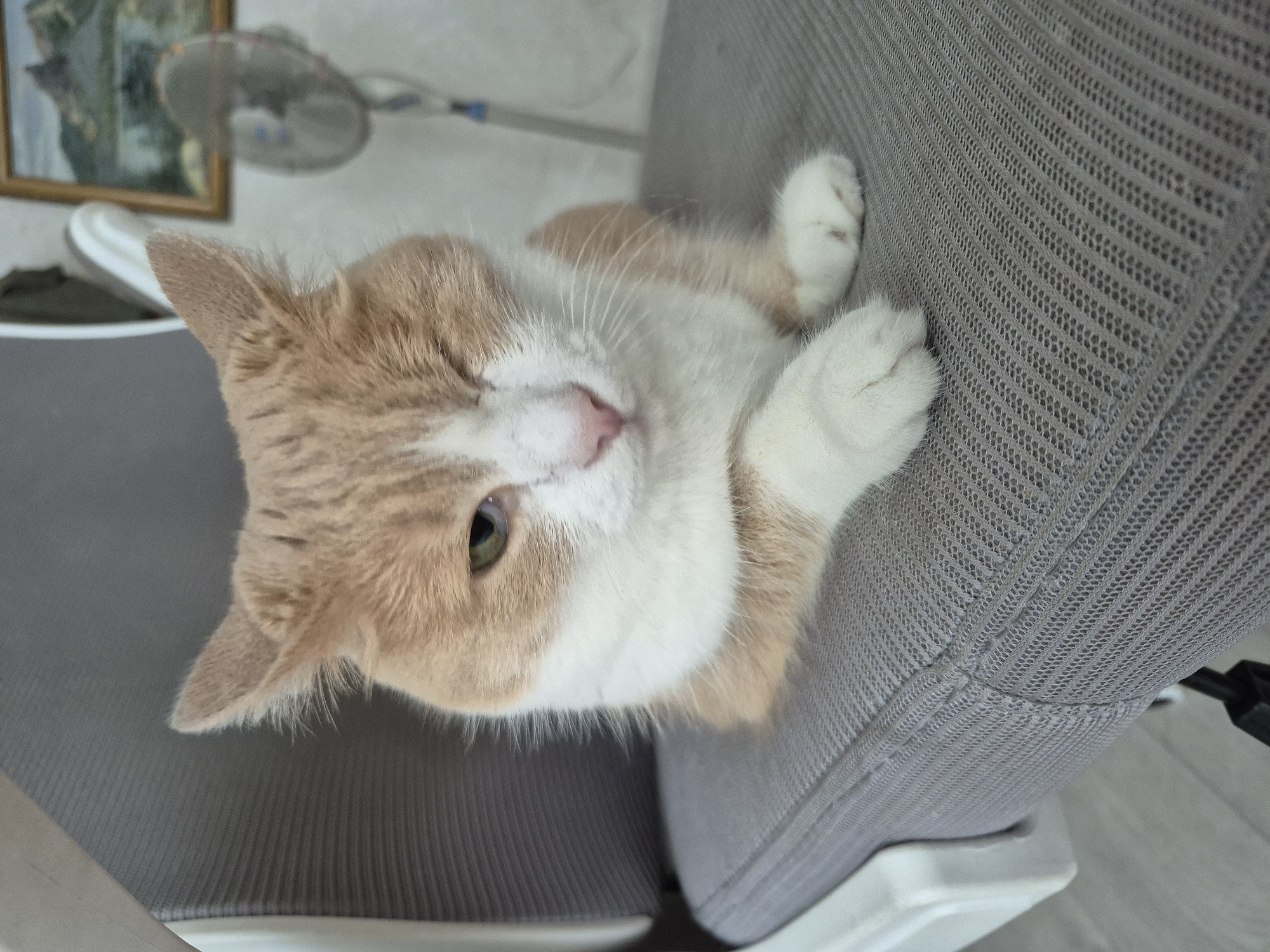 A medium shot shows an orange and white cat with one eye closed, sitting on a grey office chair. The cat is looking towards the right with its head tilted slightly. The background is out of focus, but a painting and a fan are visible on the wall. The scene appears to be indoors.
