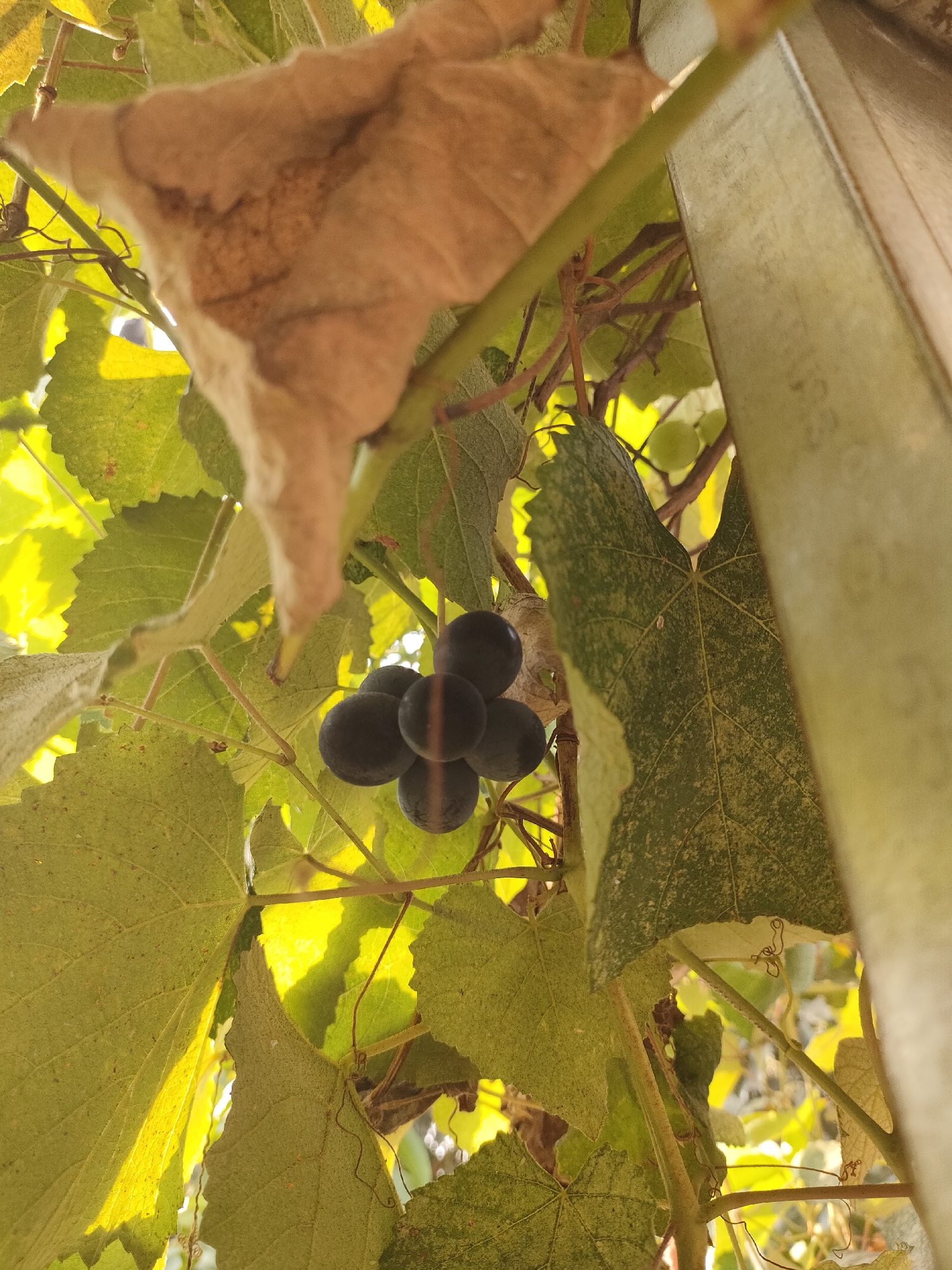 A bunch of dark purple grapes hangs from a vine amidst large green grape leaves. The leaves are illuminated by sunlight, creating a bright, yellowish glow in some areas. A dry, brown leaf is also visible, partially obscuring the grapes. The scene appears to be outdoors, likely in a garden or vineyard. There is a vertical wooden post on the right side of the image.