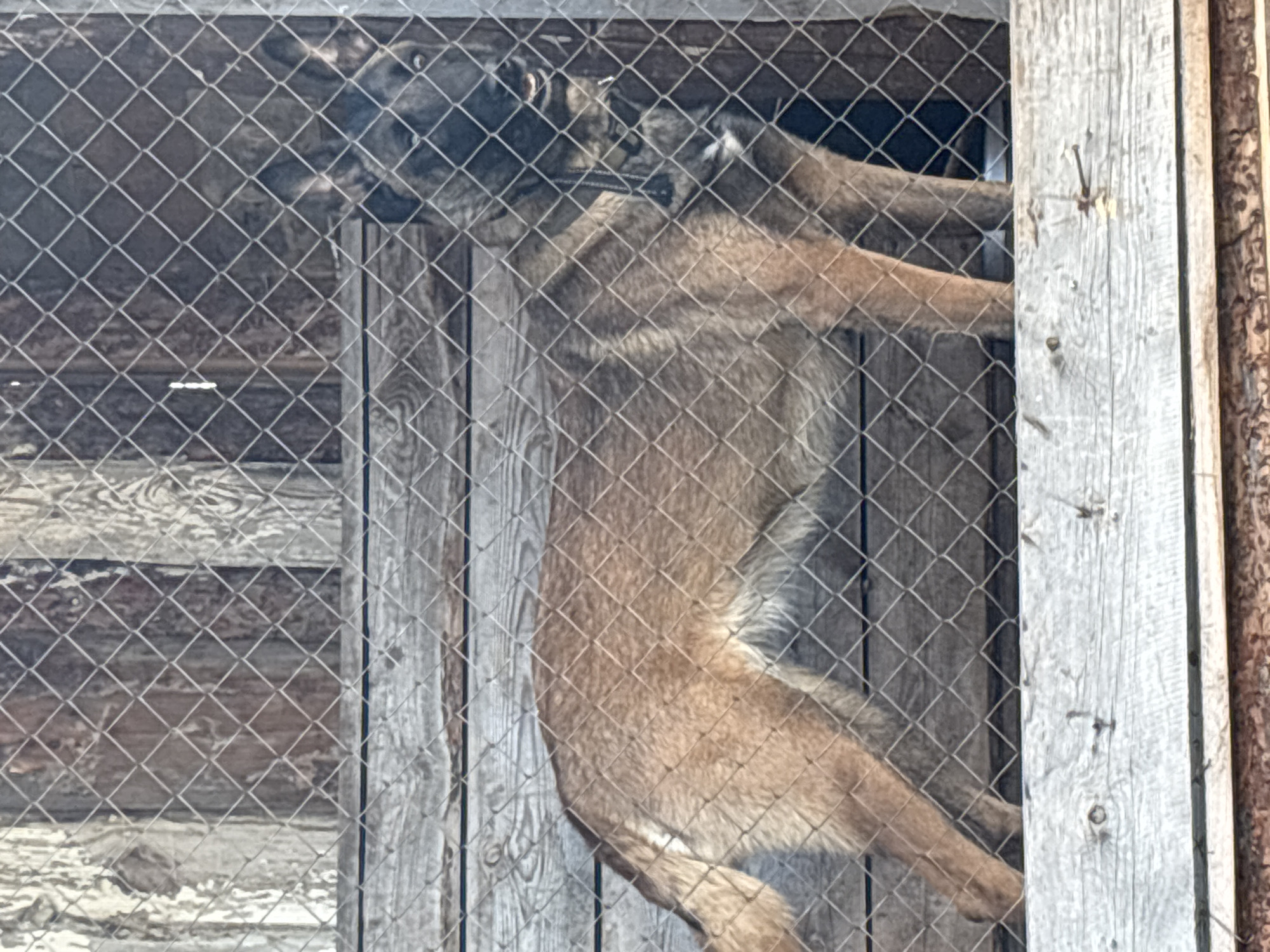 A dog is standing inside a chain-link kennel with weathered wood framing. The dog is a Belgian Malinois, with a tan body and a dark face mask. It is wearing a collar. The kennel is located in Zagatuy, Russia. The dog is facing the left side of the frame.