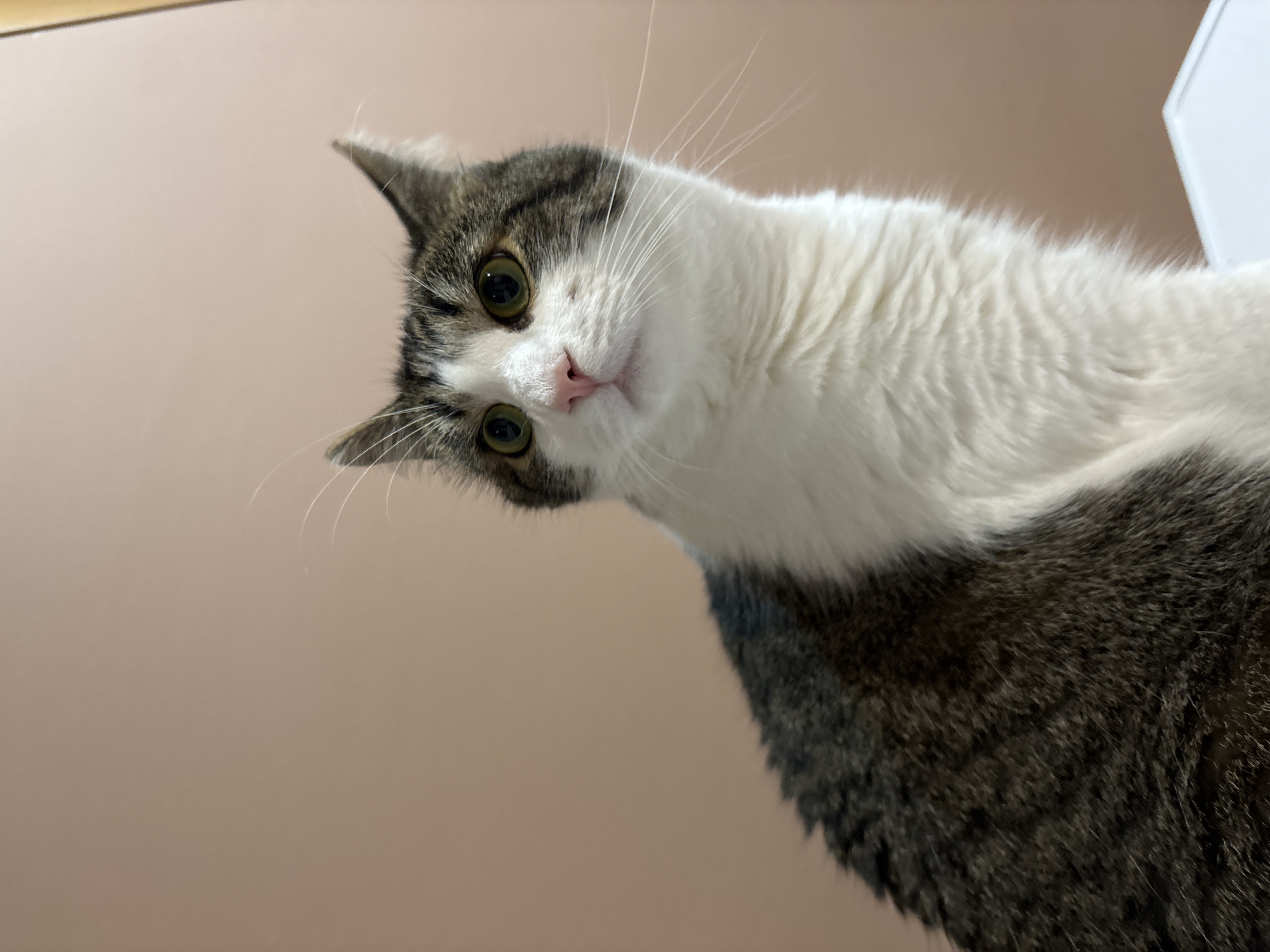 A domestic shorthair cat is depicted in a medium shot, facing left with its head turned slightly upwards and to the right. The cat has a white chest and underside, with a tabby pattern of grey and dark brown stripes on its back and head. Its eyes are a striking green-yellow, and its nose is a light pink. The background is a plain, light peach-colored wall. The lighting suggests an indoor setting, possibly a home. The cat is sitting or perched on a white surface, partially visible at the bottom of the frame.