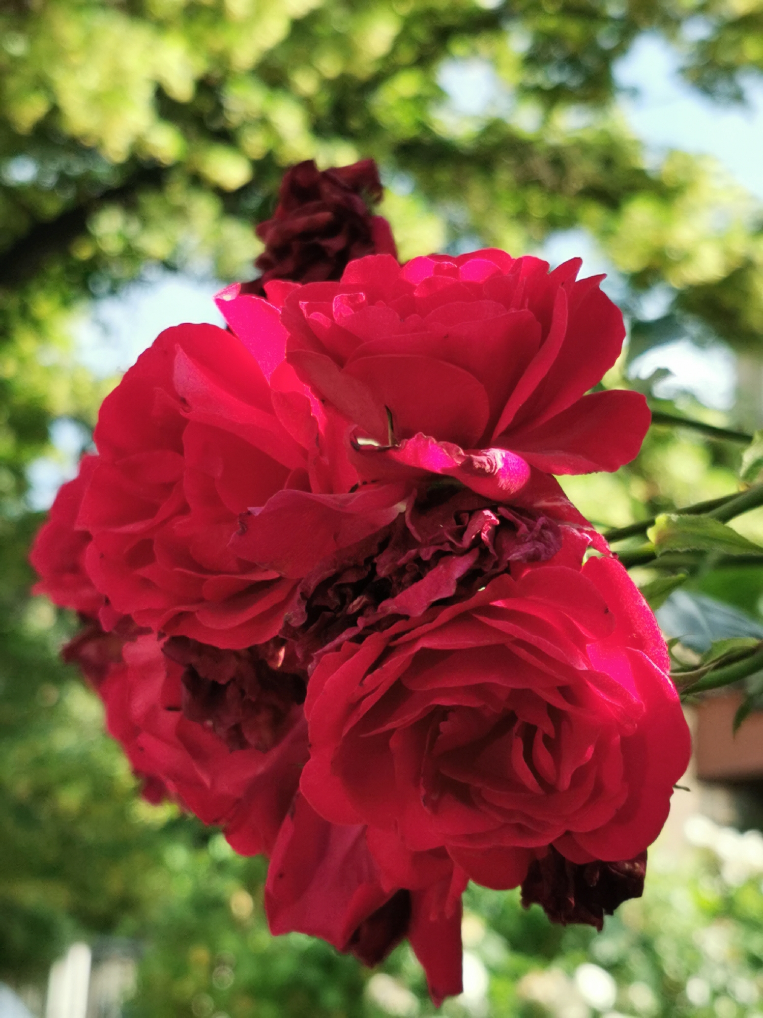 A cluster of vibrant red roses is in focus, with several blooms of varying stages of openness. The rose in the foreground, on the right, is fully bloomed and layered, showcasing its petals with a slight sheen of light. Behind it, another large red rose is visible, partially obscuring a darker, wilting rosebud or older bloom. To the left and slightly behind, a portion of a deep maroon rose is visible. The background is a soft blur of green foliage and dappled sunlight, suggesting an outdoor setting with trees. The sky, a pale blue, is faintly visible through the leaves. There are no people or specific urban elements to indicate a city location.