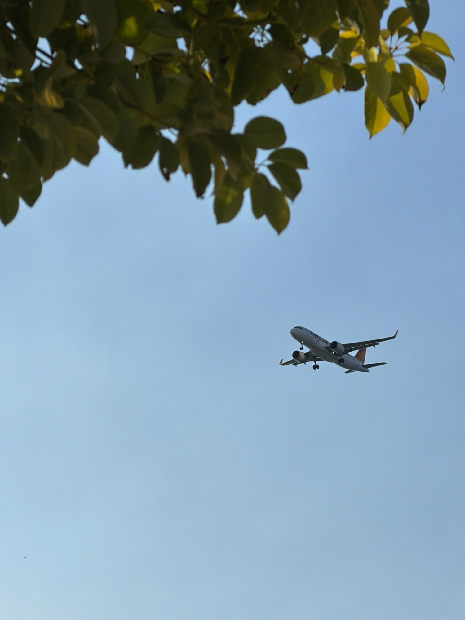 A commercial airplane, a Pegasus Airlines Airbus A320-200, is captured in mid-flight against a clear blue sky. The aircraft is white with orange accents and the "Pegasus" logo is visible on its fuselage. The plane's landing gear is extended, suggesting it is either approaching or departing from an airport. In the foreground, out-of-focus green leaves and branches frame the top portion of the image. The setting appears to be outdoors, likely in Antalya, Turkey, given the airline and the overall visual ambiance. There are no people visible in the frame.