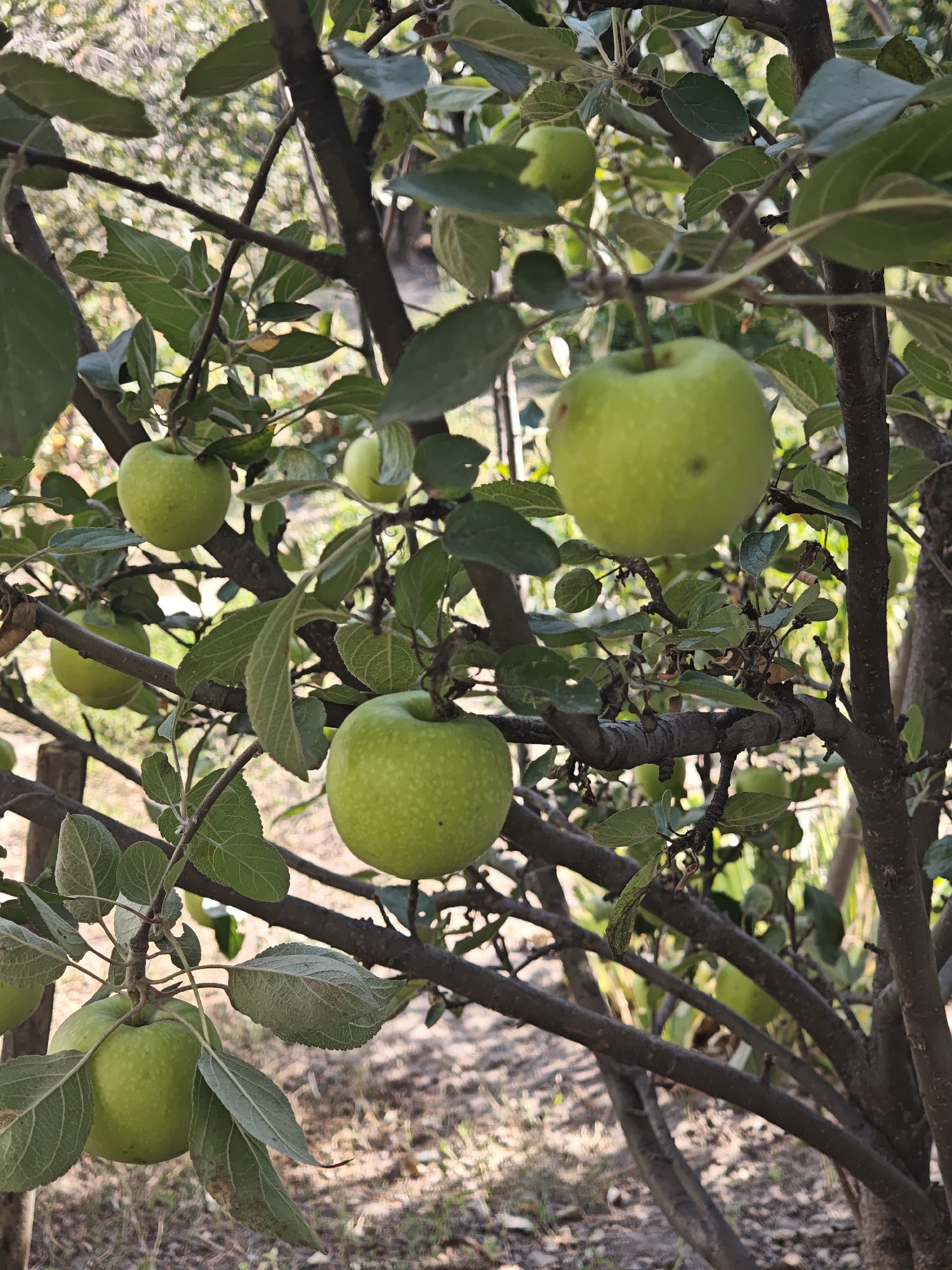 A medium shot captures an apple tree branch laden with unripe green apples. The apples, varying in size and ripeness, hang from their stems amidst lush green leaves and dark, textured branches. Sunlight filters through the foliage, casting dappled shadows on the ground below, which is covered with dry leaves and grass. The background is a blur of green and brown, suggesting more foliage and the natural environment of the tree. The image is taken in an outdoor setting, likely a garden or orchard.