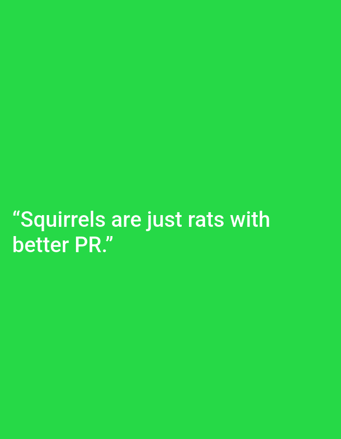 The image is a photograph of a bright green background with white text. The text reads: "Squirrels are just rats with better PR." There is no information in the image that can be used to determine its location in the city of Kępno, Poland. The image is a flat, two-dimensional representation with no depth or environmental context beyond the solid green color. There are no people, subjects, objects, actions, or interactions depicted.
