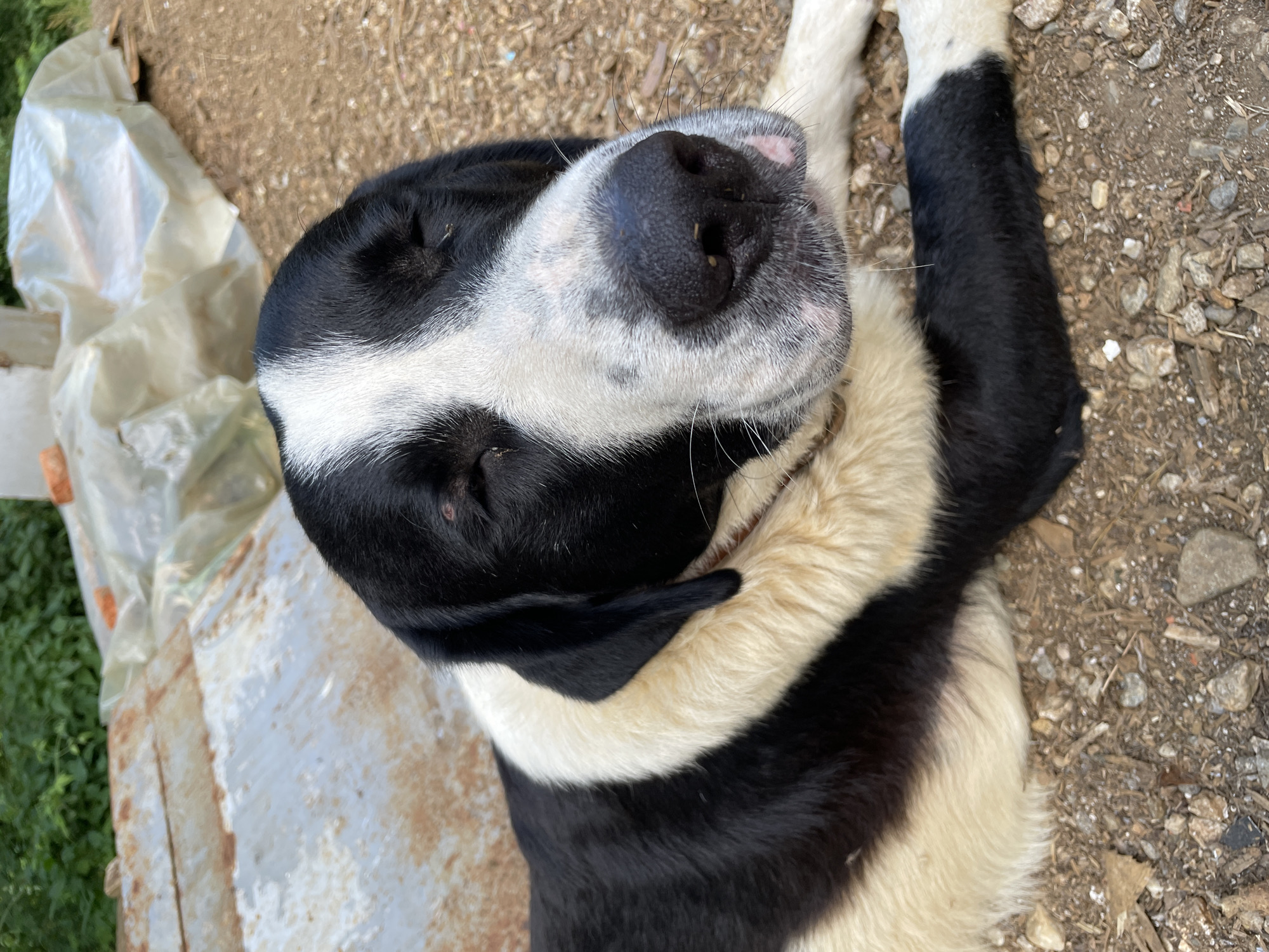 A medium shot of a black and white dog is captured from eye-level. The dog is lying down with its eyes closed, resting its head on its paws. Its fur is predominantly black with white markings on its face and chest, forming a distinct pattern. The dog's snout is large and black with a small pink spot on its right side. The background shows a mix of dirt, gravel, and some scattered debris, with hints of green foliage and plastic sheeting in the distance. The setting appears to be outdoors, possibly a rural or undeveloped area. The image quality is good, with clear focus on the dog.