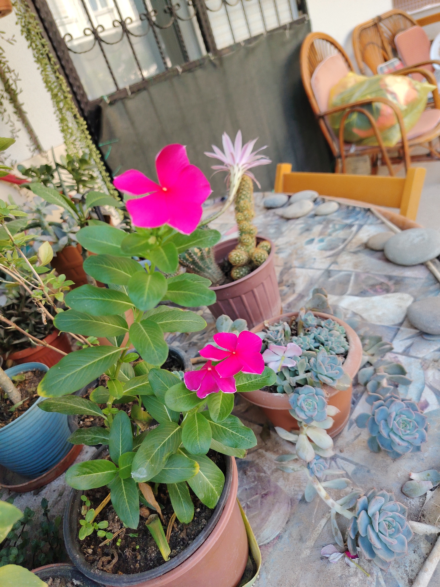 The image depicts an outdoor scene, likely a balcony or patio, adorned with various potted plants. In the foreground, a vibrant pink vinca flower blooms prominently. Several succulent plants are also visible, arranged in terracotta pots. A thin, spiky cactus with a delicate pink flower emerges from another pot. The background reveals a table with a patterned surface, scattered grey stones, and two wicker chairs with light-colored cushions. One chair is partially obscured by a yellow plastic bag containing items. The overall setting suggests a relaxed outdoor space, possibly in a residential area of Konyaaltı, Turkey, given the presence of typical outdoor furniture and potted plants often found in such locations. The lighting indicates it is daytime.
