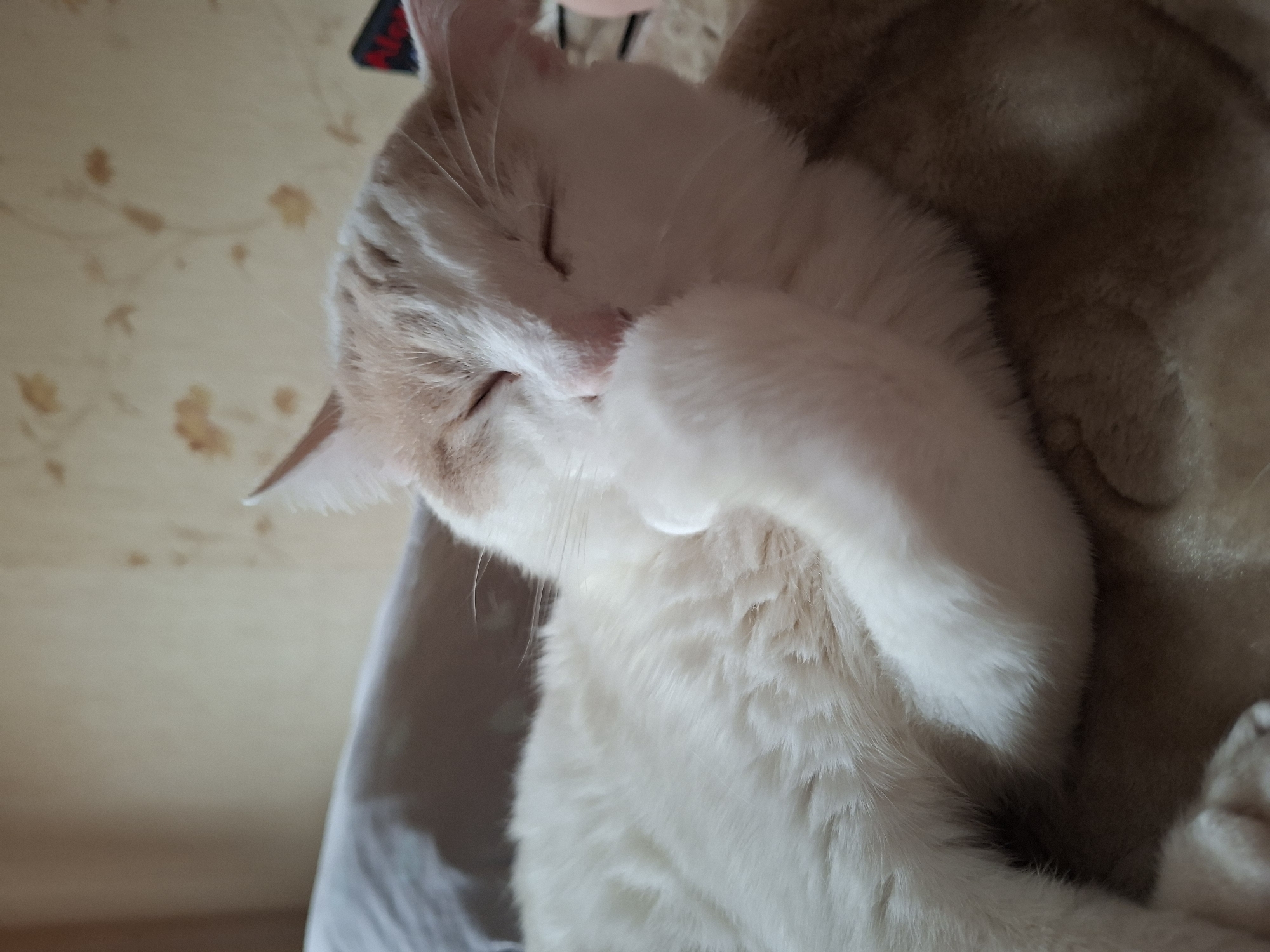 The image shows a close-up of a cat sleeping. The cat is white with light brown markings on its head and ears. It is lying on a soft, patterned blanket. The cat's face is partially obscured by its paw, which is held up to its nose. The background appears to be a wall with a floral pattern. The image does not provide any information about the city of Mykolaiv, Ukraine, or any other specific location.