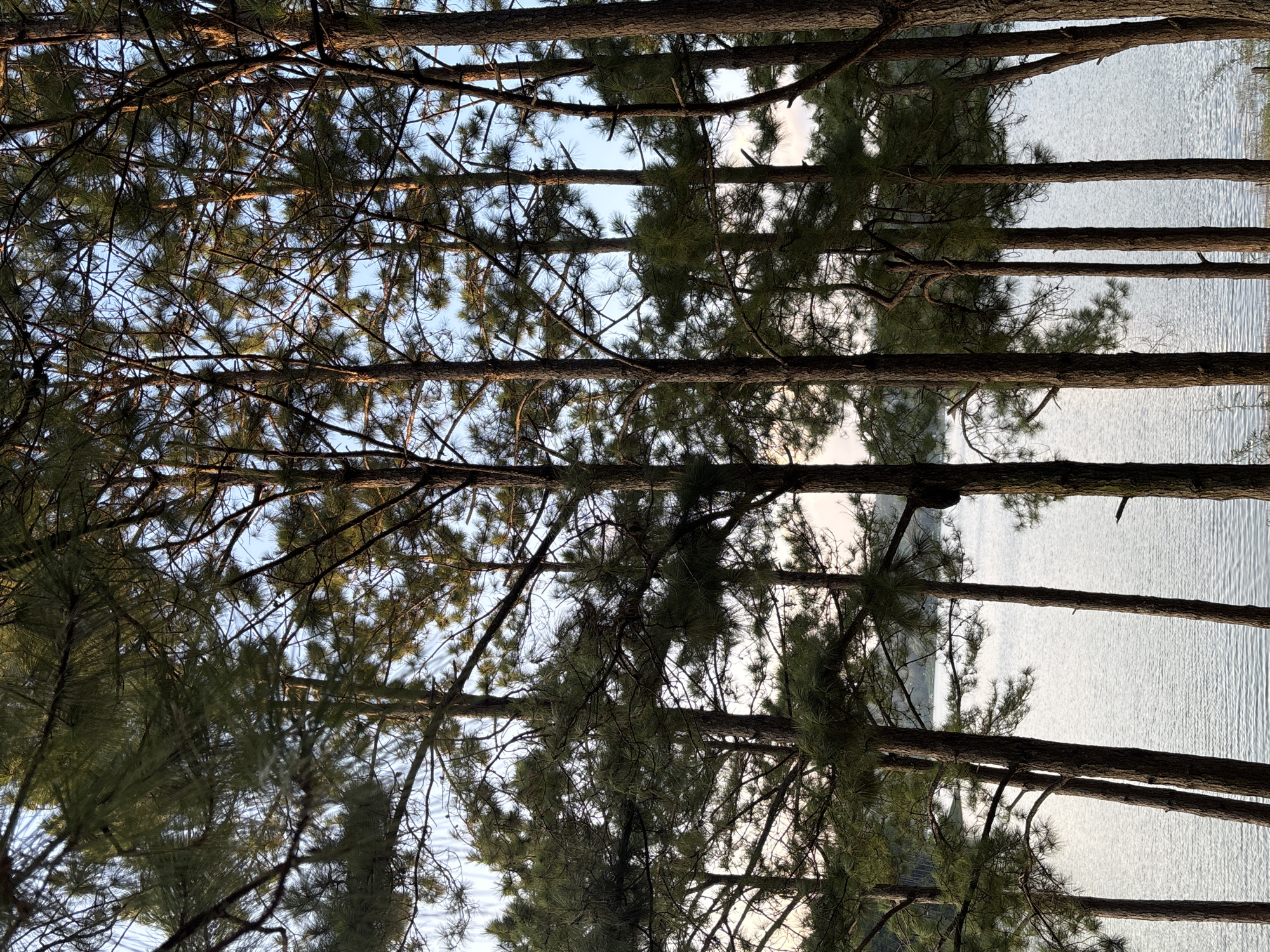 The image shows a dense stand of pine trees with their trunks and branches silhouetted against a bright sky and a body of water. The water appears to be a lake or a large pond, with gentle ripples on its surface. The trees are tall and slender, with rough bark and green needles. The lighting suggests it is either early morning or late afternoon, with the sun casting a warm glow through the branches. The overall scene evokes a sense of natural tranquility.
Based on the dense pine forests and the presence of a lake, this scene is likely located in the Xuan Huong Lake area or one of the many pine-covered hills surrounding Da Lat, Vietnam. Da Lat is renowned for its pine forests, French colonial architecture, and cooler climate, making it a popular tourist destination. The specific view could be from a viewpoint overlooking Xuan Huong Lake, or from a forested area adjacent to one of the smaller lakes like Tuyen Lam Lake, which is also surrounded by pine trees.