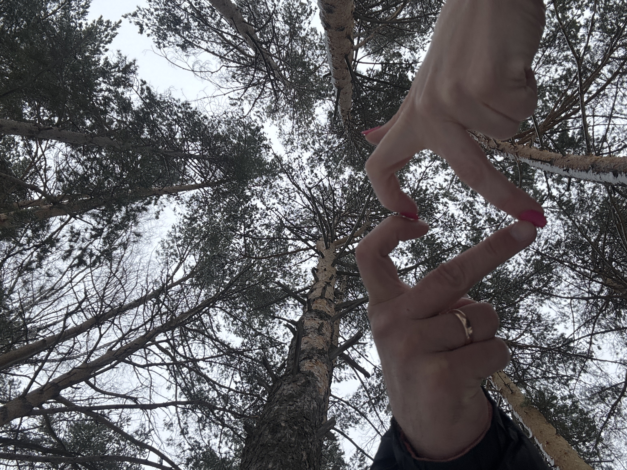 A view from below looking upwards shows a forest scene, likely in the city of Chaikovsky, Russia, given the context. Trees with snow or frost on their branches fill the frame, with the sky visible through the gaps. A pair of hands with pink nail polish and a gold ring are positioned in the foreground, creating a shape that resembles a diamond or heart.