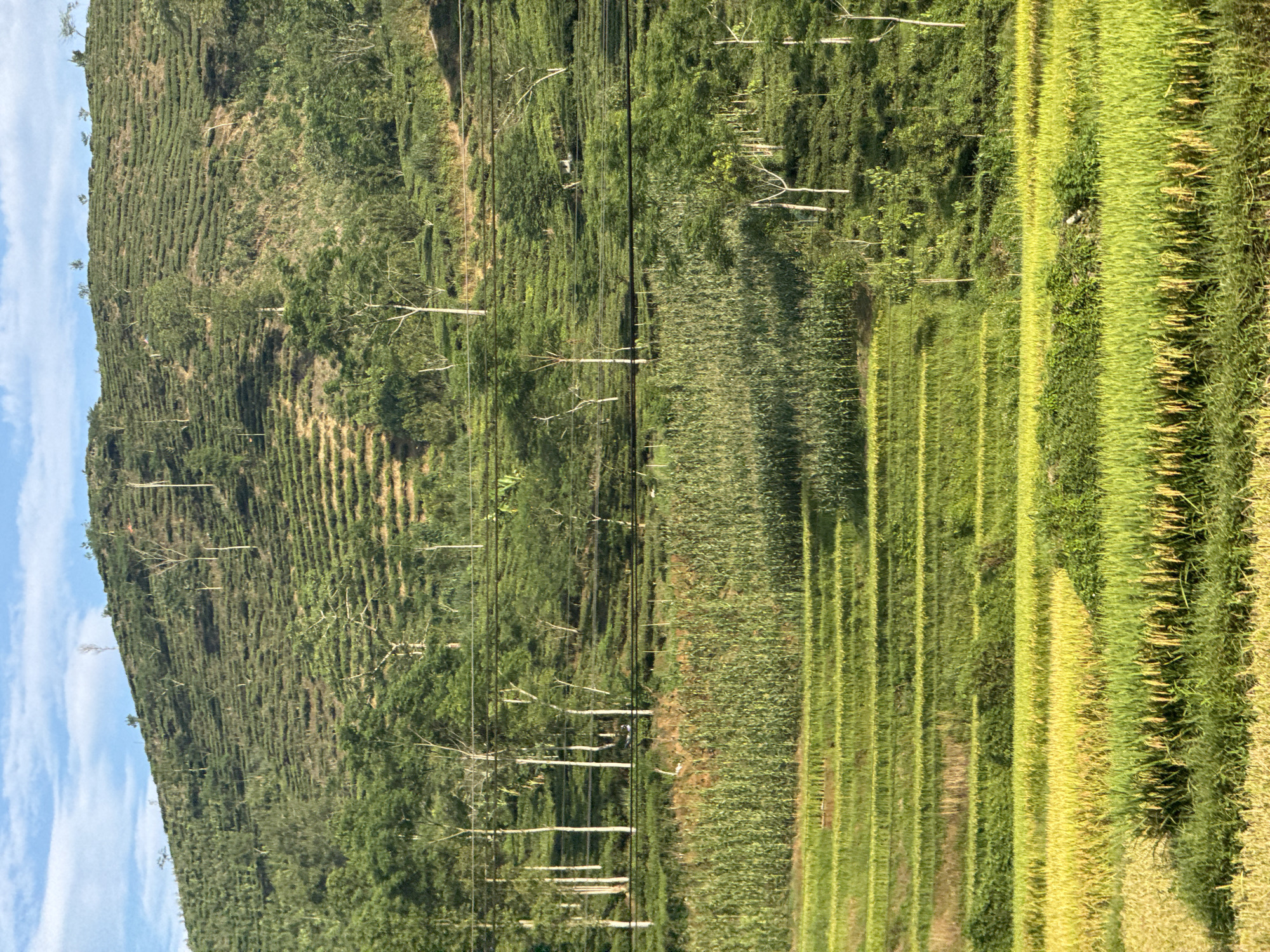 This detailed image depicts a multi-layered agricultural landscape in the city of Gia Hội, Vietnam, under a bright blue sky with scattered white clouds. The upper portion of the scene is dominated by a meticulously terraced hillside cultivated with tea plants, arranged in horizontal rows that follow the contours of the terrain. Numerous slender-trunked trees, some with sparse foliage and others with green canopies, are interspersed throughout the tea plantation. Faint power lines run horizontally across the mid-ground. Below the tea plantation, a dense field of tall, vibrant green crops, possibly corn or sugarcane, stretches horizontally. The foreground features a series of intricately terraced rice paddies, displaying a mosaic of greens and golden yellows, indicating various stages of rice growth and maturity. No people, discernible actions, or interactions are visible within the frame.