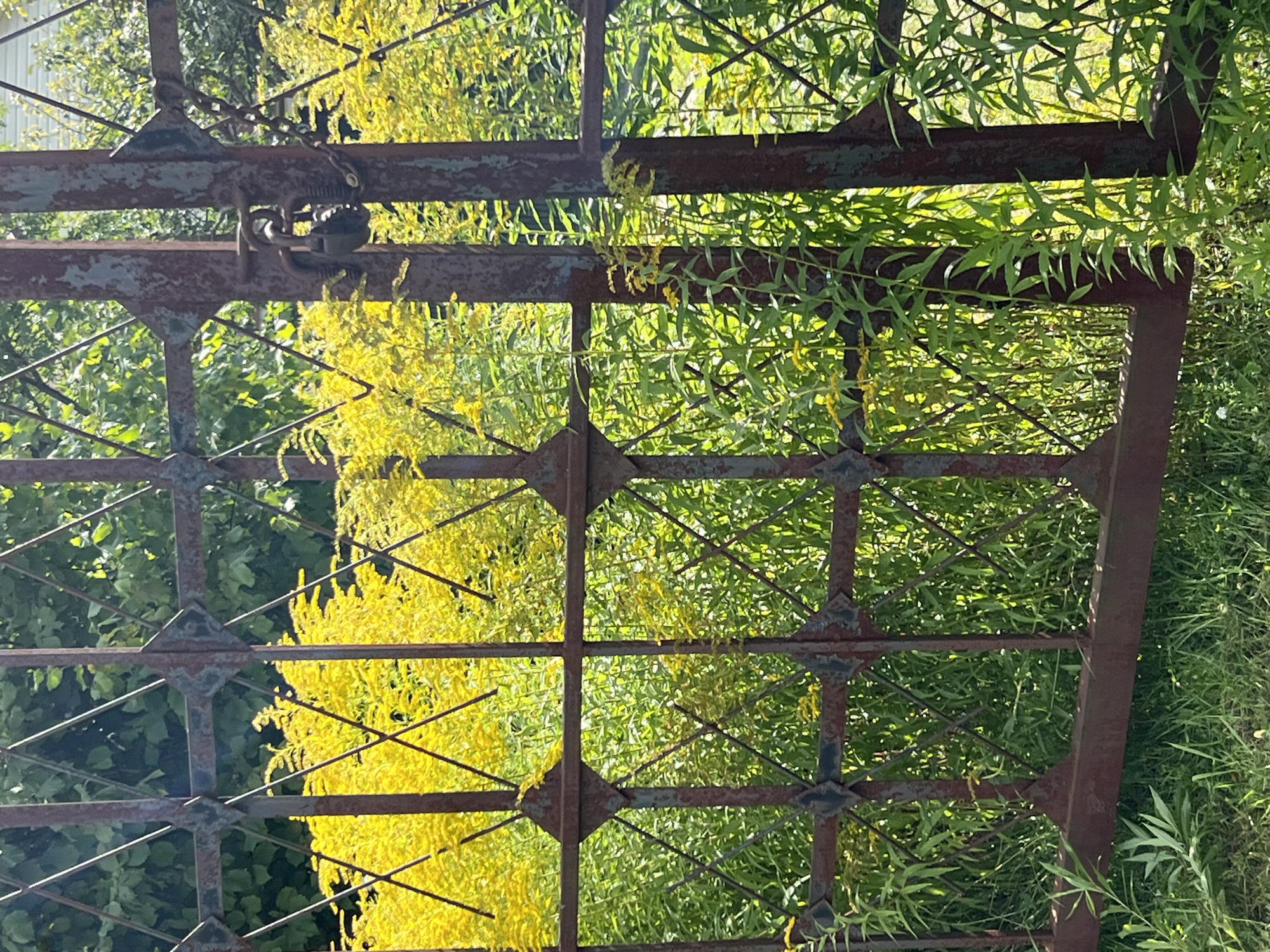 A rusty, ornate metal gate with diamond-shaped openings stands in the foreground, partially obscuring a dense thicket of tall green plants adorned with bright yellow flowers. The gate is closed, and a padlock with a chain is secured to the right-hand post, indicating it is locked. Sunlight filters through the foliage, casting dappled shadows. The gate and surrounding vegetation are located in Strakhovo (Sitnikovskii S/S), Russia. The scene is devoid of any people or animals. The overall impression is one of overgrown nature reclaiming a forgotten entrance.
