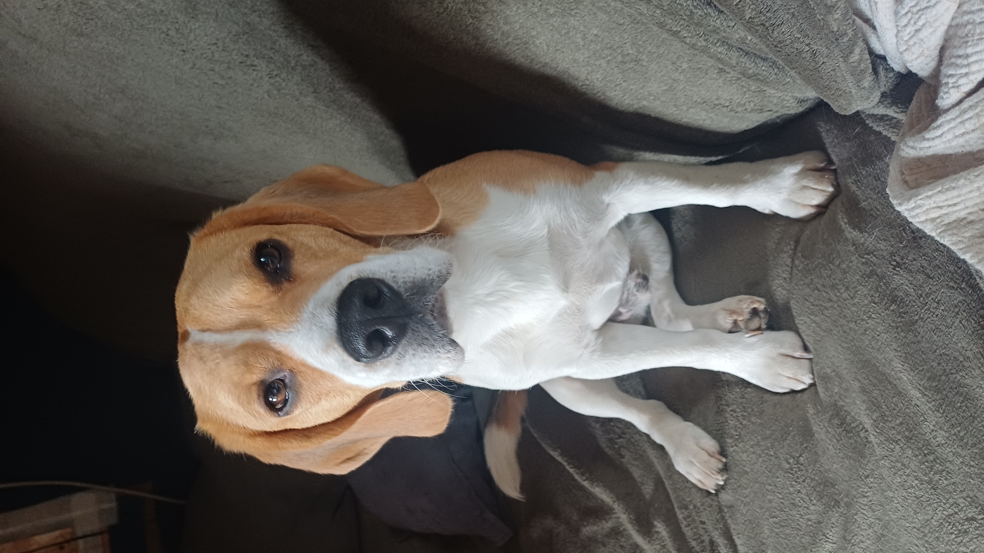 This media file captures a charming portrait of a Beagle dog in an indoor setting, with the provided location context of Timokhovo, Russia. The dog is lying down on a textured, greyish-brown soft surface, likely a blanket or a couch, which occupies the majority of the frame. The background is darker and indistinct, suggesting a shadowed area or low light.
The Beagle, with its distinctive tan, white, and black markings, is positioned with its body slightly twisted, and its front paws are extended forward. Its face is turned upwards, directly engaging with the camera. The dog's dark, expressive eyes appear alert and curious, conveying a gentle and attentive demeanor. Its long, floppy tan ears are visible on either side of its head, and its prominent black nose and white muzzle are clearly in focus. The lighting is soft, creating gentle shadows, and suggests an indoor environment, possibly in the evening or a dimly lit room. There is no visible text in the image.