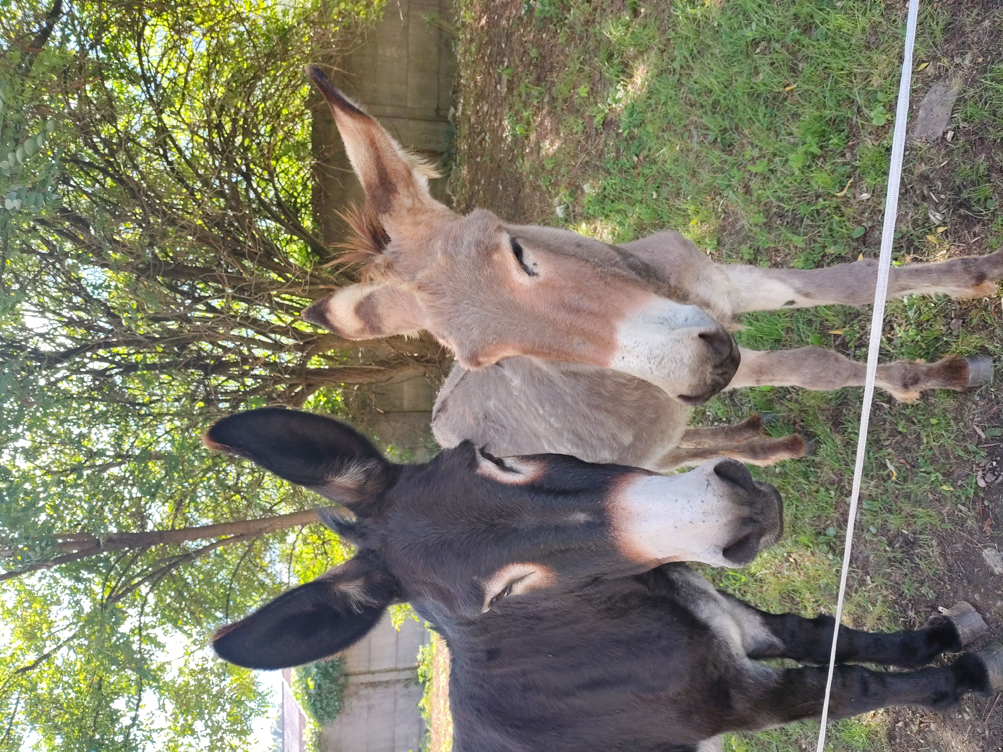 Two donkeys are standing in a grassy area with trees in the background. The donkey on the left is dark brown and black, while the donkey on the right is light brown and tan. Both donkeys are looking towards the camera. There is a white electric fence in the foreground. The environment appears to be an outdoor enclosure or pasture.