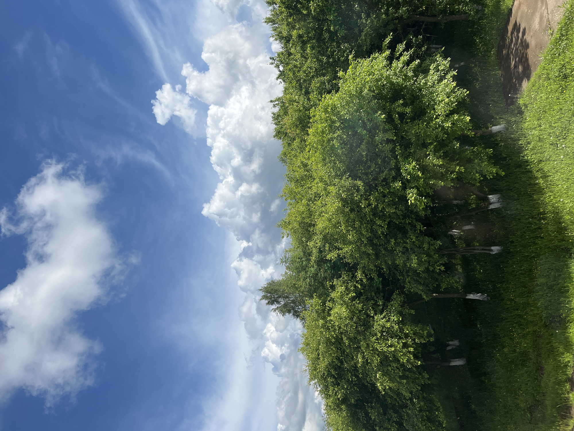 The image depicts a vibrant outdoor natural scene, captured on a bright, sunny day. The dominant features are a clear blue sky, lush green trees, and green grass.
The upper portion of the image is dominated by the sky, which is a brilliant blue. Scattered across the sky are various types of clouds. Towards the left, there are wispy, elongated white clouds, characteristic of cirrus clouds. Towards the center and right, larger, puffy white cumulus clouds are prominent, some with distinct shadows, indicating a bright light source.
Below the sky, a dense line of deciduous trees stretches across the middle of the frame, from left to right. The foliage is a rich, vibrant green, suggesting healthy growth. Sunlight illuminates the leaves, creating highlights and shadows within the canopy. Closer inspection reveals several tree trunks emerging from the dense undergrowth, some of which appear to have their bases painted white, possibly for protection or visibility.
The lower portion of the image shows a well-maintained expanse of green grass. To the far right, a paved surface, resembling a concrete path or a narrow road, is visible, partially shaded by the trees. No people or animals are visible, and no specific activity is taking place. The overall impression is one of a peaceful, well-lit natural landscape, possibly a park or a garden area, during midday or early afternoon. There is no visible text in the image.