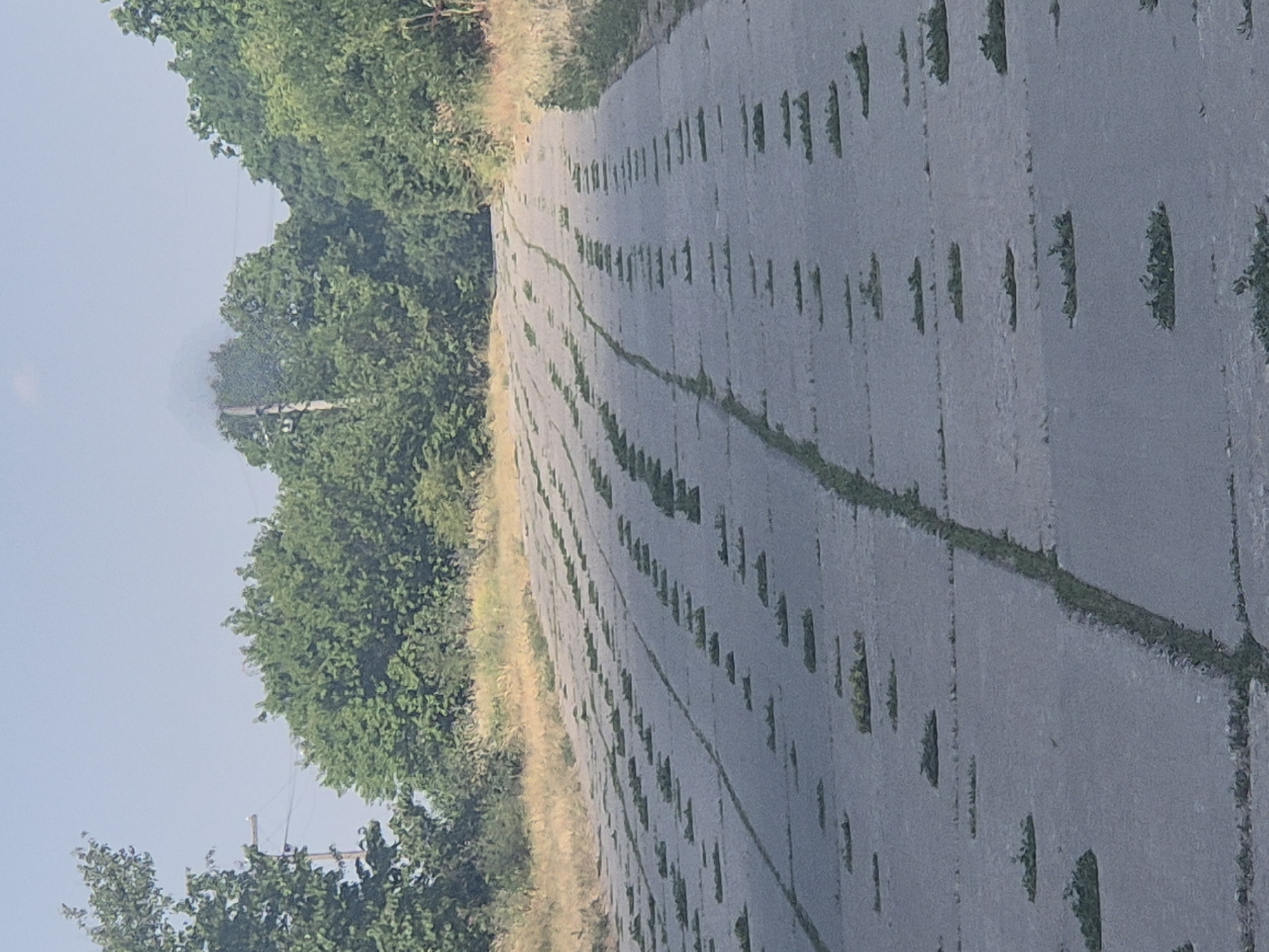 This is a ground-level, eye-level, medium shot photograph of a concrete road in Pidhaitsi, Ukraine. The road is constructed of large, rectangular concrete slabs laid in parallel rows. The concrete is worn and cracked in places. Green grass has grown through the cracks and is also present in clumps on top of the slabs, creating a pattern of green on gray. The road recedes into the distance, curving slightly to the right. On either side of the road, dry, yellowish grass and brush are visible, bordering a dense line of green trees that form a backdrop. The sky is a pale blue with a few wispy clouds. In the far distance, a telephone pole with wires is visible among the trees, and a faint haze or smoke plume rises above the trees. There are no people or animals visible in the image. The overall impression is one of disuse and nature reclaiming the man-made structure.