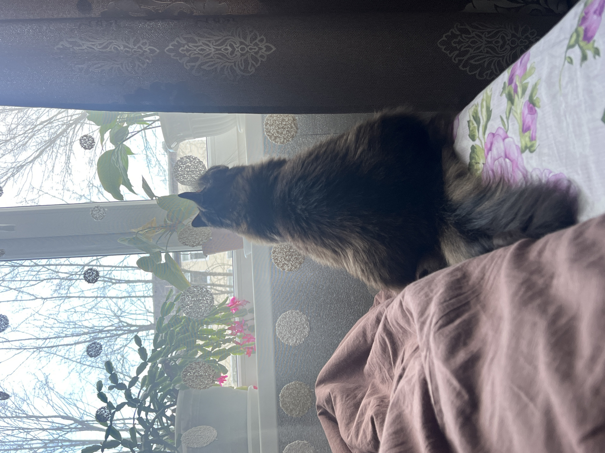 The image presents an interior view focusing on a domestic long-haired cat, dark grey to black in color, observed from the rear. The cat is seated on a bed, facing a window. The bed features a white sheet with a pattern of pink and green floral elements, and to the left, a crumpled plum-mauve duvet or blanket is visible.
The window occupies the central and upper portion of the frame, providing ample natural light. On the white windowsill, several potted plants are arranged. To the left, a large plant with dark green segmented leaves displays multiple vibrant pink blossoms. To the right, another green leafy plant is situated in a white decorative pot. The windowpane is adorned with multiple circular and spherical decorative elements, some appearing as woven light-colored spheres and others as solid light-colored circles.
To the right of the window, a dark grey or brown curtain with a lighter, elaborate damask or floral pattern is drawn partially, revealing part of the wall. Through the window, the exterior environment shows a bright, possibly overcast sky, with numerous bare deciduous trees silhouetted against it. Faint outlines of distant buildings are also discernible beyond the trees. The scene depicts a domestic setting, presumed to be in the city of Chaikovsky, Russia.