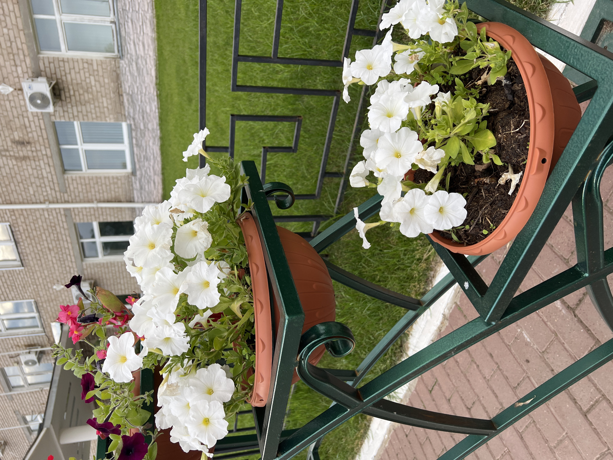 The image shows a close-up view of two terracotta planters filled with white petunias, displayed on a dark green metal stand. The planters are positioned outdoors, with a brick pathway visible in the foreground and a manicured green lawn behind a dark metal fence with a geometric pattern. In the background, a light-colored brick building with several windows and two air conditioning units is visible. The scene is located in the city of Chaikovsky, Russia, likely a public or institutional setting given the architecture of the building. There are no people present in the image.