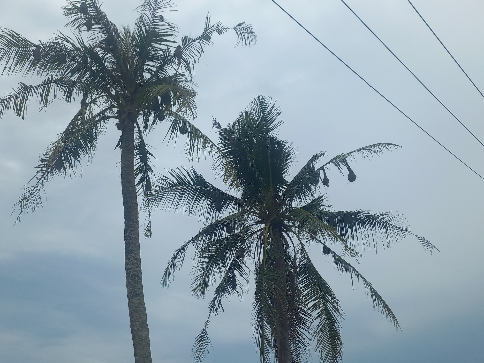 Two palm trees are silhouetted against an overcast sky in Gampongblang, Indonesia. The palm trees are tall and slender, with their fronds reaching outwards. Several nests are hanging from the fronds of both trees. Overhead, four power lines are visible, stretching diagonally across the upper right portion of the frame. The sky is a uniform light gray, indicating a cloudy day. There are no people or animals visible in the image. The scene is calm and natural, with the power lines being the only man-made element.