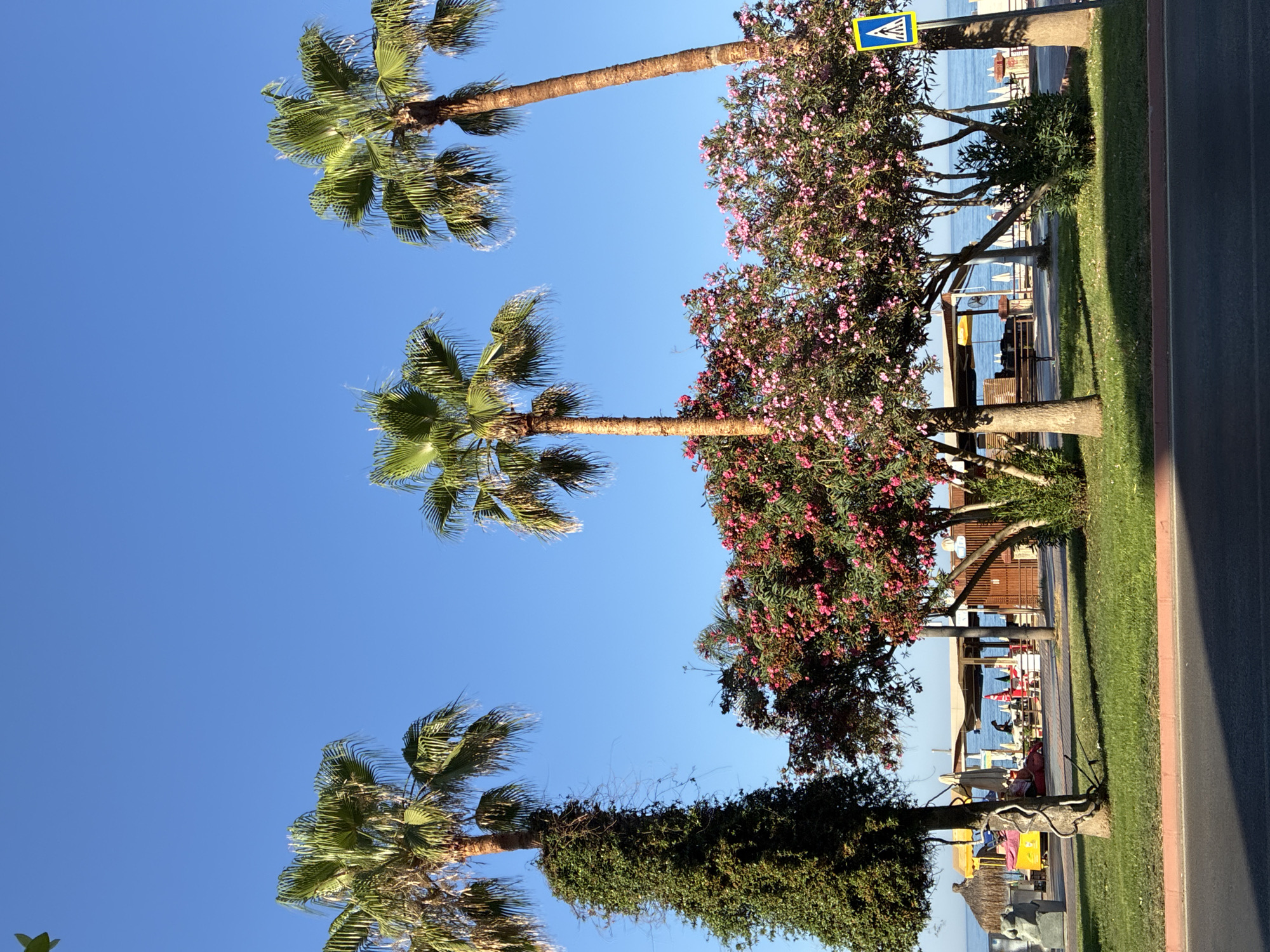 The image shows a sunny day in Alanya, Turkey, with palm trees and blooming pink flowers lining a street. In the background, a beach resort area is visible with umbrellas, tables, and chairs set up. The turquoise sea stretches out to the horizon under a clear blue sky. A yellow food cart with a thatched roof is parked on the left, and a pedestrian crossing sign is visible on the right. The scene evokes a relaxed, vacation atmosphere.