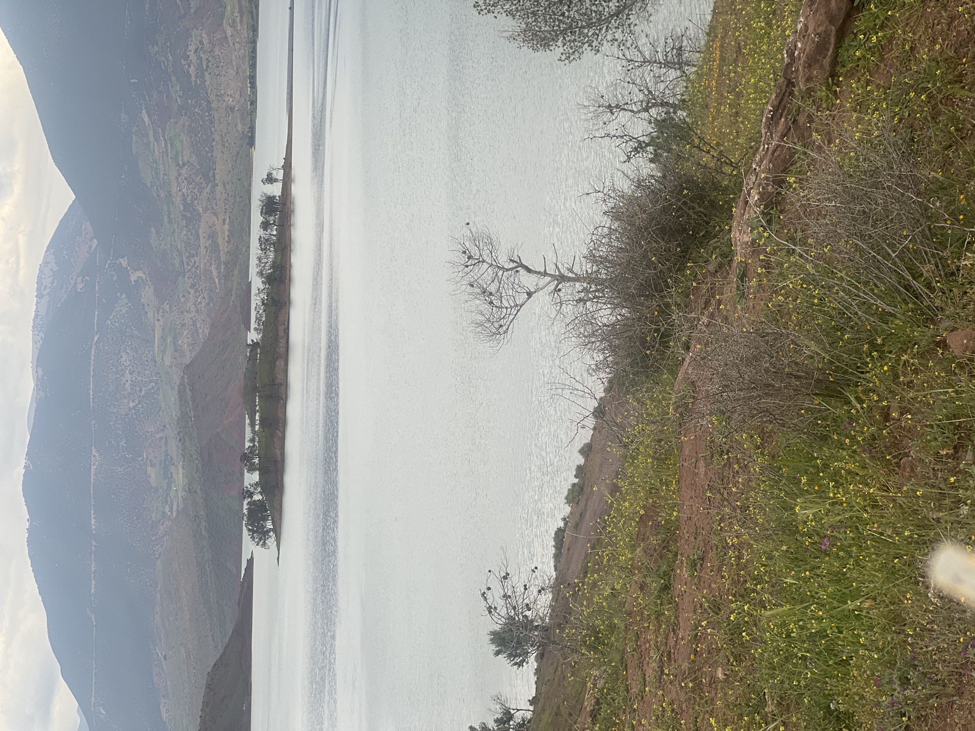The image depicts a landscape near Bin El Ouidane, Morocco, featuring a large body of water, possibly a lake or reservoir. The water surface appears calm and gray under an overcast sky. In the background, a mountain range is visible, its slopes varying in color from dark gray to reddish-brown, with some areas showing green vegetation.
The foreground consists of a terraced hillside. The earth is a reddish-brown color, covered in dry brush and scattered small yellow flowers. Bare branches of shrubs and small trees are interspersed among the vegetation.
There are no people visible in the image. The scene conveys a sense of quiet and isolation.