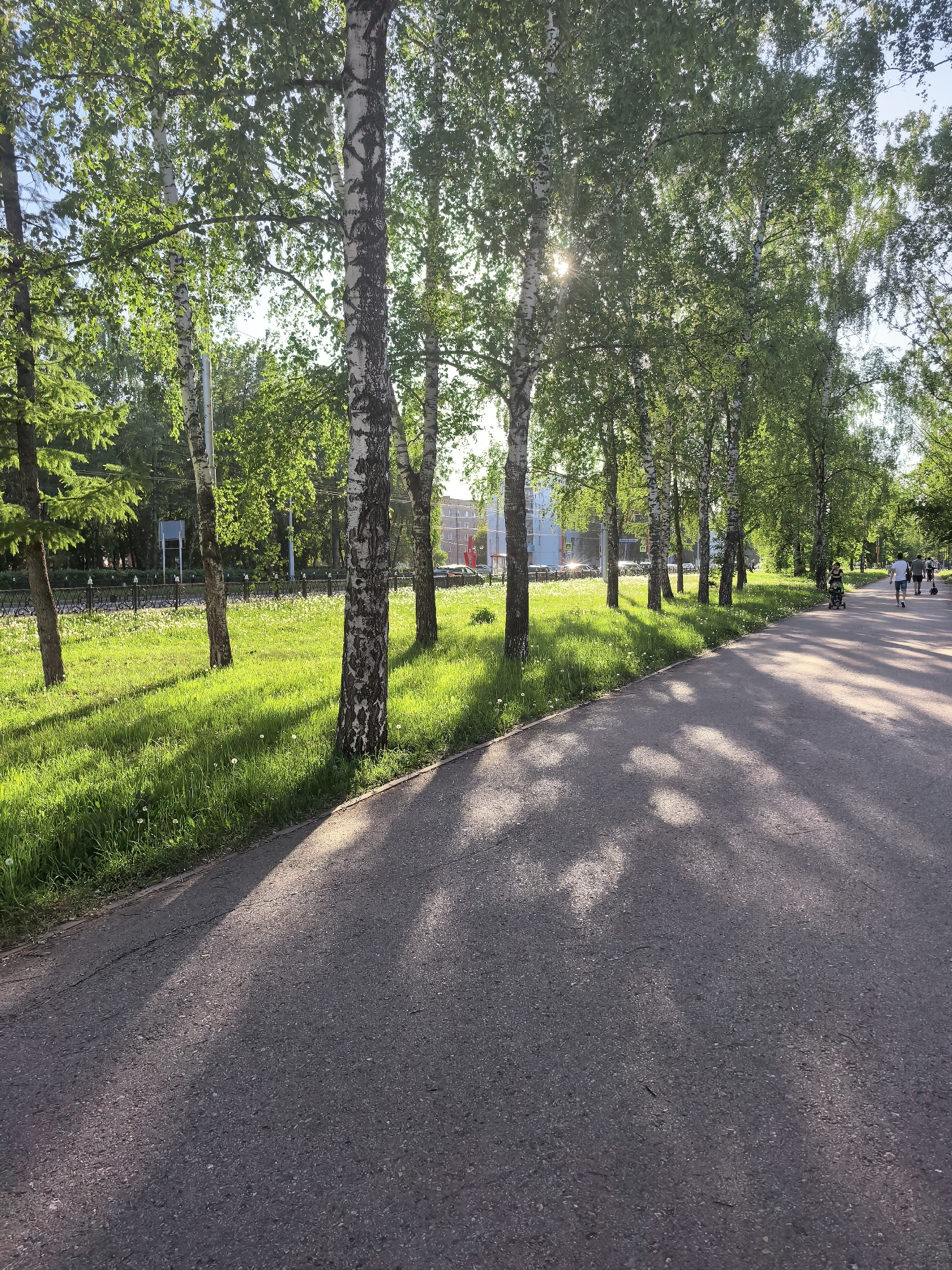 The image depicts a pathway in Sterlitamak, Russia, bordered by birch trees on the left and a grassy area. The trees cast shadows on the asphalt path. Several people are walking in the distance. Behind the trees, there is a glimpse of buildings and a fence. The grassy area has tall grass and dandelions. Sunlight filters through the leaves.