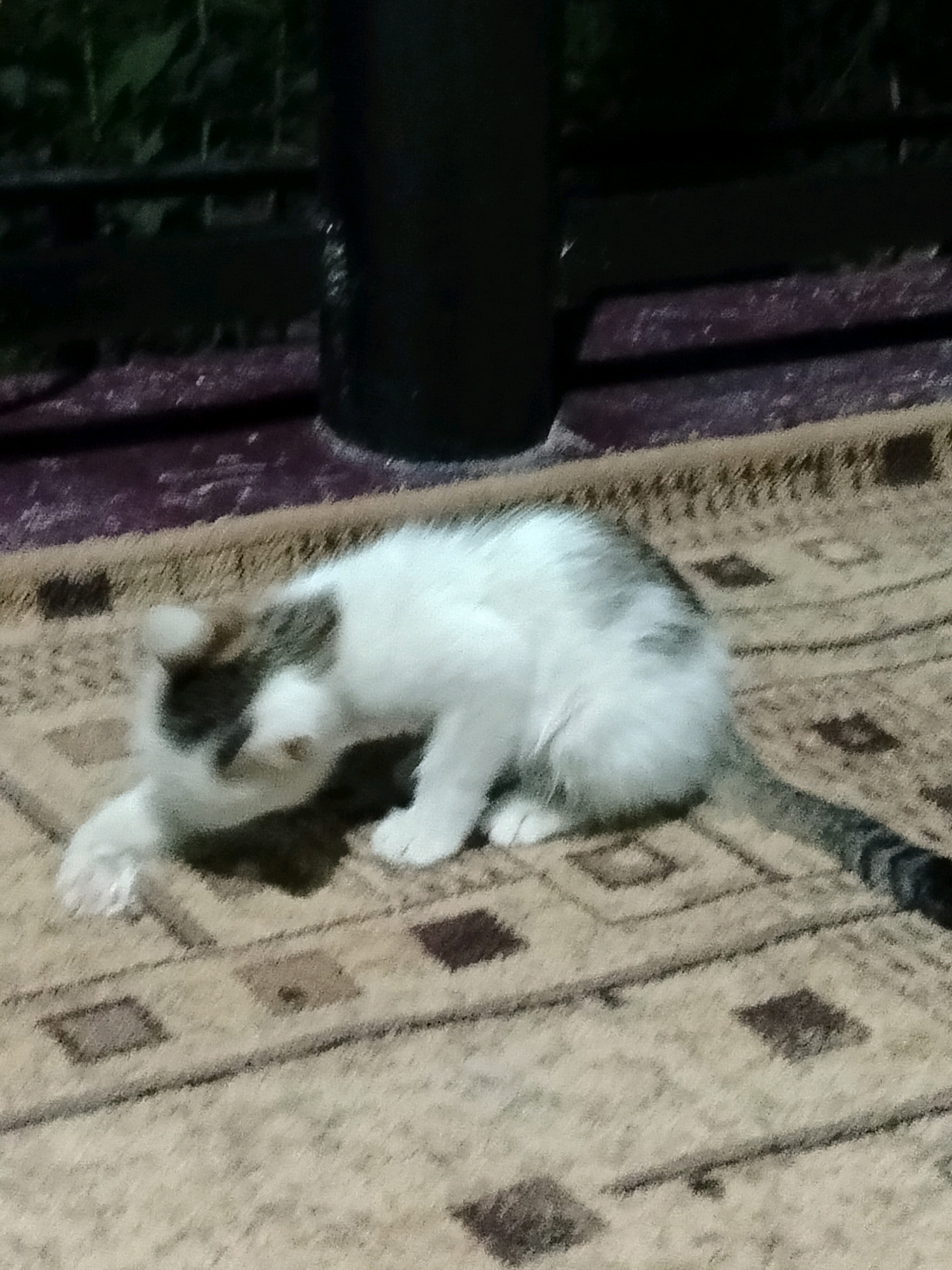 A young, possibly stray, cat with white and gray markings is lying on a patterned rug outdoors. The cat is in a relaxed, somewhat curled position, with its head down and one paw extended. The rug has a repeating diamond pattern in shades of beige and brown. In the background, there is a dark, cylindrical object, possibly a post or column, and a dark railing or fence with blurry green foliage behind it. The ground around the rug appears to be a dark, possibly damp, surface. The overall lighting suggests it is dusk or nighttime. The location is identified as Көлкент, Kazakhstan.