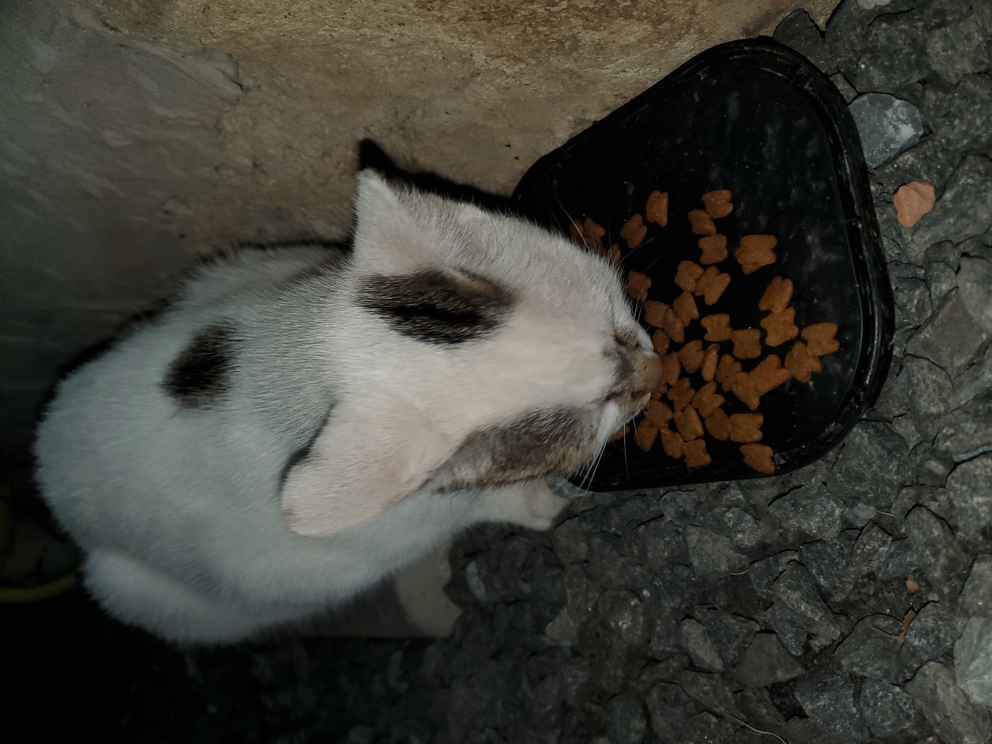 An overhead shot captures a domestic cat, primarily white with distinct patches of dark brown fur on its head and back, actively eating from a black plastic food bowl. The cat's head is bowed into the bowl, with its whiskers slightly visible, indicating its focused attention on the meal.
The black bowl contains a generous portion of dry cat food, identifiable as small, uniform brown kibble pieces that resemble paw prints or fish shapes. The immediate ground surrounding the bowl and the cat is covered in dark grey, angular rocks or gravel, suggesting an outdoor or semi-outdoor setting. In the background, to the left of the cat and above the bowl, a rough-textured, light brown or beige wall is visible.
The lighting in the scene is dim, implying it was taken at night or in a poorly illuminated area, with possibly an artificial light source or flash providing illumination to the subjects. The cat appears calm and engrossed in its activity. No discernible text is visible within the image. The scene is a candid moment of a cat feeding.