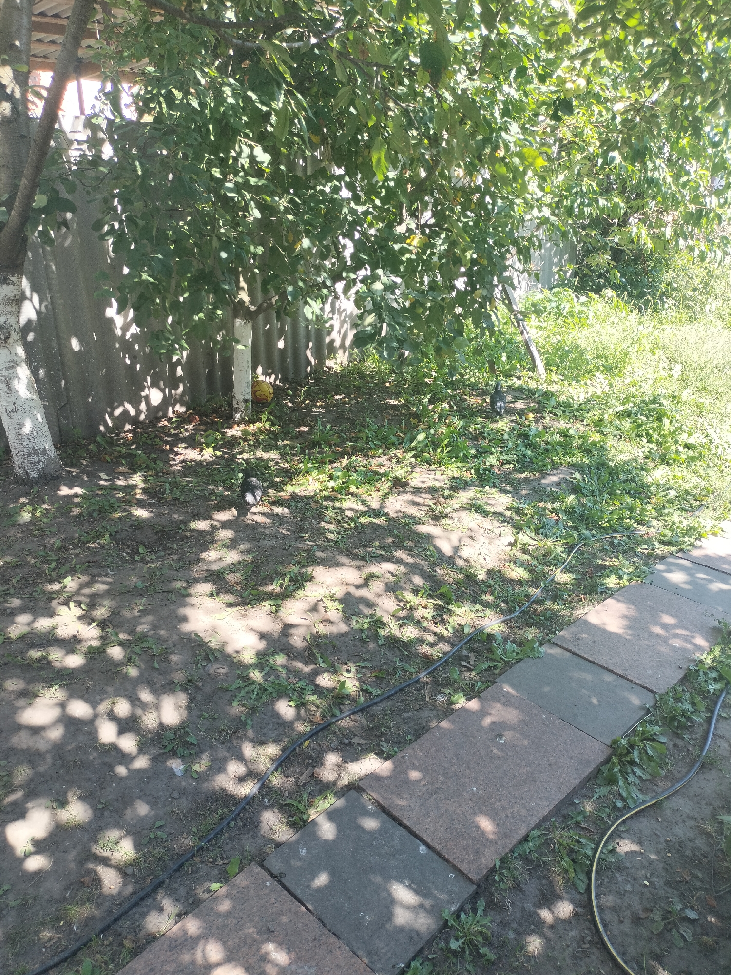 The image depicts a sun-dappled backyard scene in Zhytomyr, Ukraine. The foreground features a pathway made of square paving stones, interspersed with patches of grass and dirt. A black cable runs along the edge of the path and into the yard. The yard itself is covered with dirt, scattered leaves, and some green vegetation. A tree with a white-painted trunk stands on the left, casting shadows on the ground. In the background, a corrugated metal fence is visible, partially obscured by the foliage of a large, leafy tree that dominates the upper portion of the image. A yellow ball is placed near the fence, and two birds, appearing to be pigeons or doves, are foraging on the ground. The overall impression is that of a somewhat unkempt but functional outdoor space.