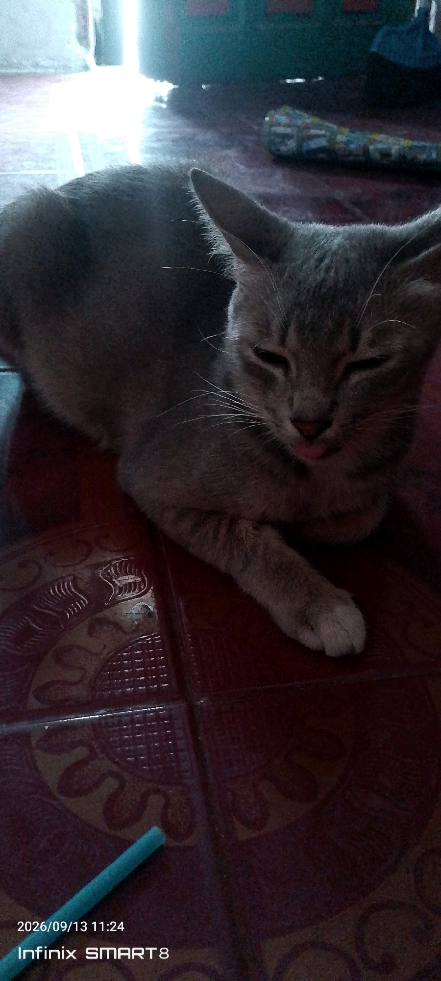 A grey cat with its tongue slightly out is lying on a red tiled floor with decorative patterns. The cat is positioned in the center of the frame, facing to the right with its eyes mostly closed. To the left of the cat, a bright light emanates from an unseen source, illuminating the background which appears to be a doorway or open space. A thin, blue object, possibly a straw or pencil, is partially visible in the bottom left corner of the image. Text at the bottom of the image indicates the date "2026/09/13 11:24" and "Infinix SMART 8". The scene is domestic in nature and does not provide specific clues to its location within Serang, Indonesia.