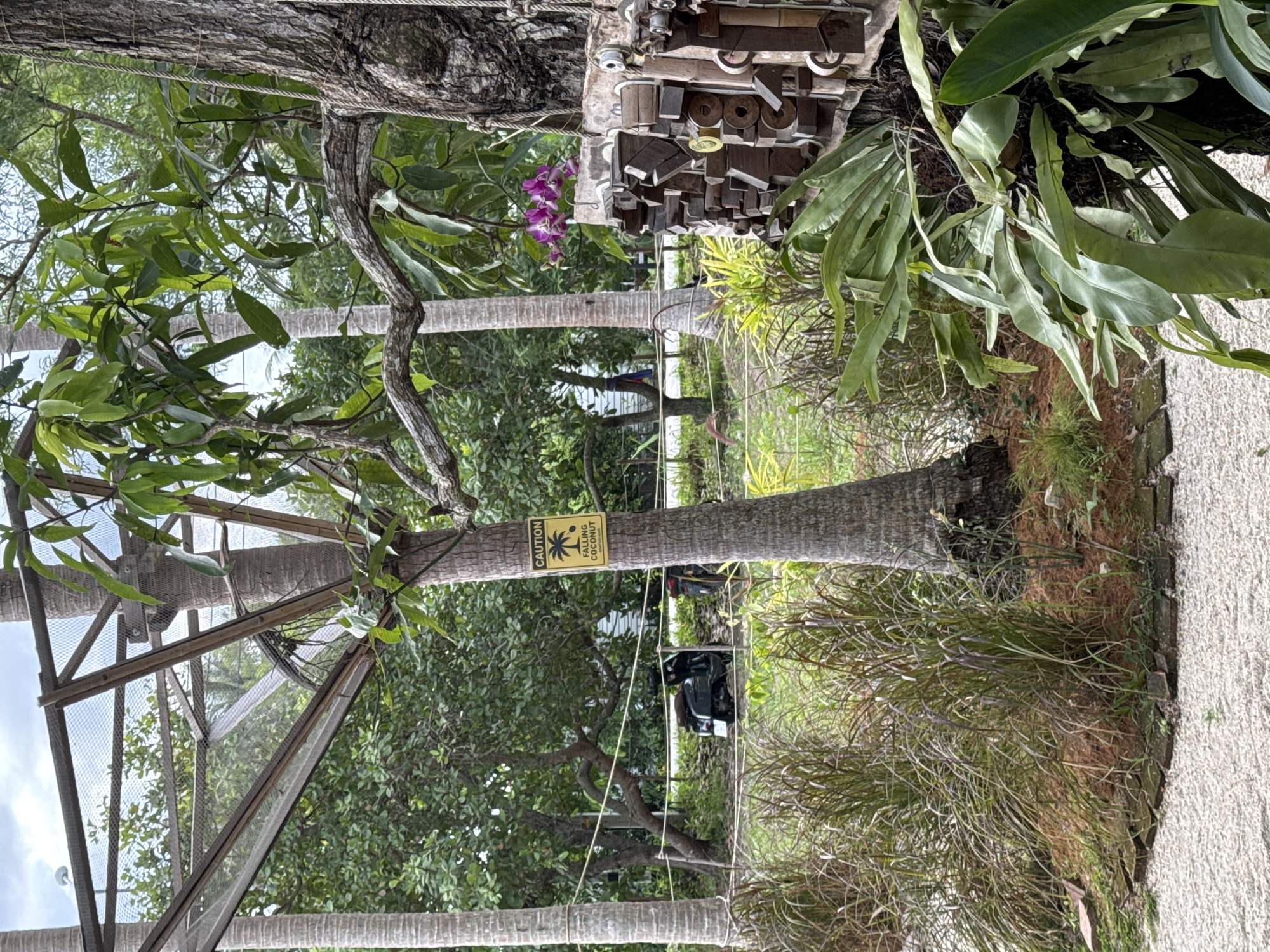 The image depicts an outdoor scene, likely in a tropical or subtropical environment, given the presence of palm trees and lush greenery. In the foreground, on the right side of the image, is a large tree trunk with a textured bark. Attached to this tree are several handcrafted wooden objects, possibly decorative or functional, composed of various shapes and sizes of wood pieces, some with metal accents. A cluster of vibrant purple orchids hangs from a branch above these wooden items. To the left of the tree, a smaller palm tree stands, and on its trunk, a yellow cautionary sign with a black silhouette of a palm tree and the words "CAUTION FALLING COCONUT" is clearly visible.
Behind the palm tree, a mesh-covered structure, possibly part of an aviary or a protective enclosure, is visible, supported by wooden beams. In the mid-ground, a dark-colored scooter or moped is parked on a grassy area. The background is filled with dense foliage, including various types of trees and bushes, suggesting a natural or park-like setting. A paved pathway or road is faintly visible running horizontally across the middle ground. The ground in the immediate foreground is covered with small white pebbles, with some reddish-brown mulch and green grasses bordering it. The overall lighting suggests it is daytime, with diffused light indicating it might be an overcast day or a shaded area. The scene is devoid of people. The image appears to be taken from a slightly elevated perspective looking down and across the area. The location is described as Tambon Ko Phangan, Thailand.