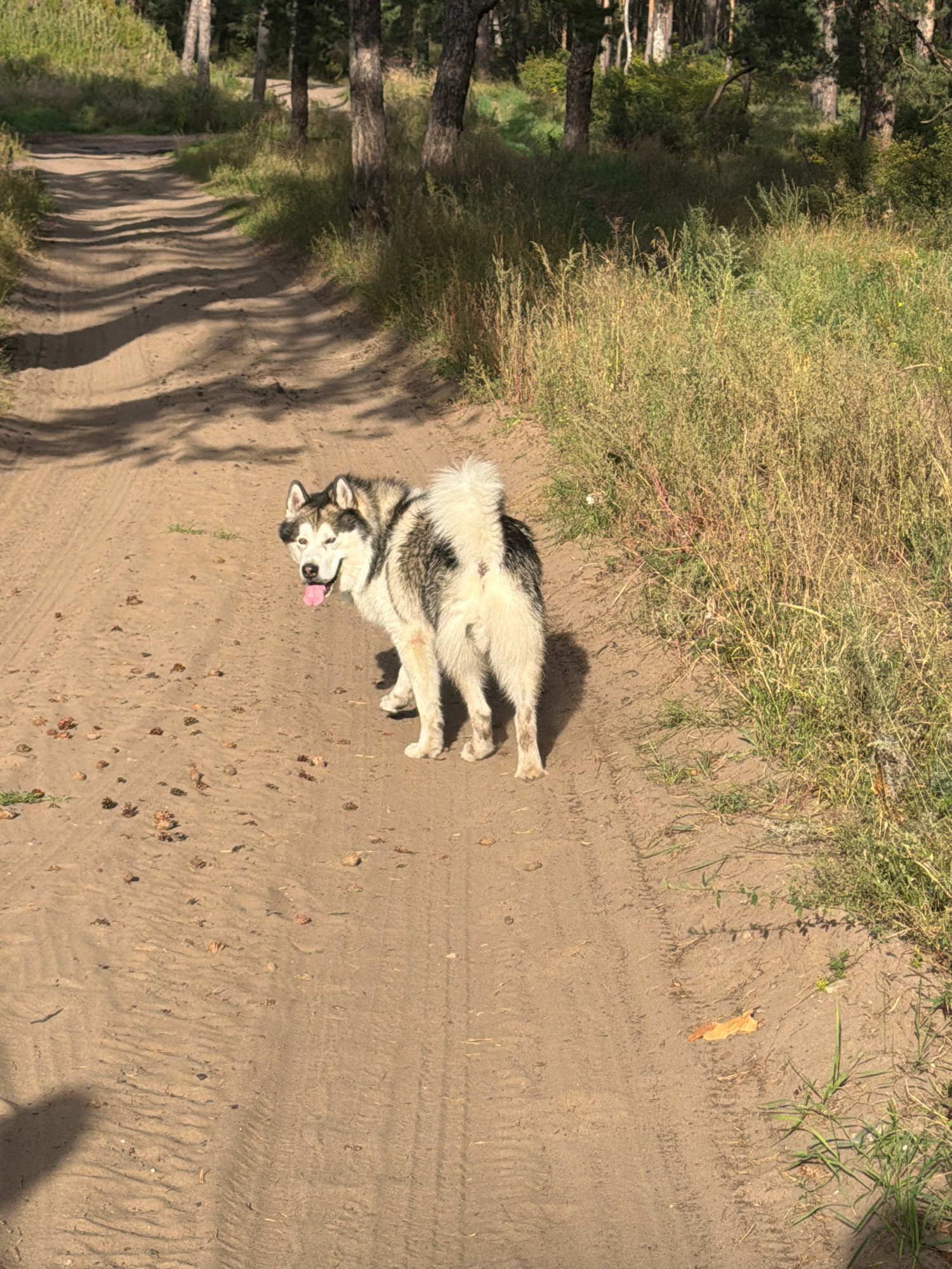 An adult husky with black and white markings stands on a dirt path in a forest. The dog is facing to the left and its tongue is hanging out. The path is lined with tall green grass and trees. Sunlight casts shadows across the path.