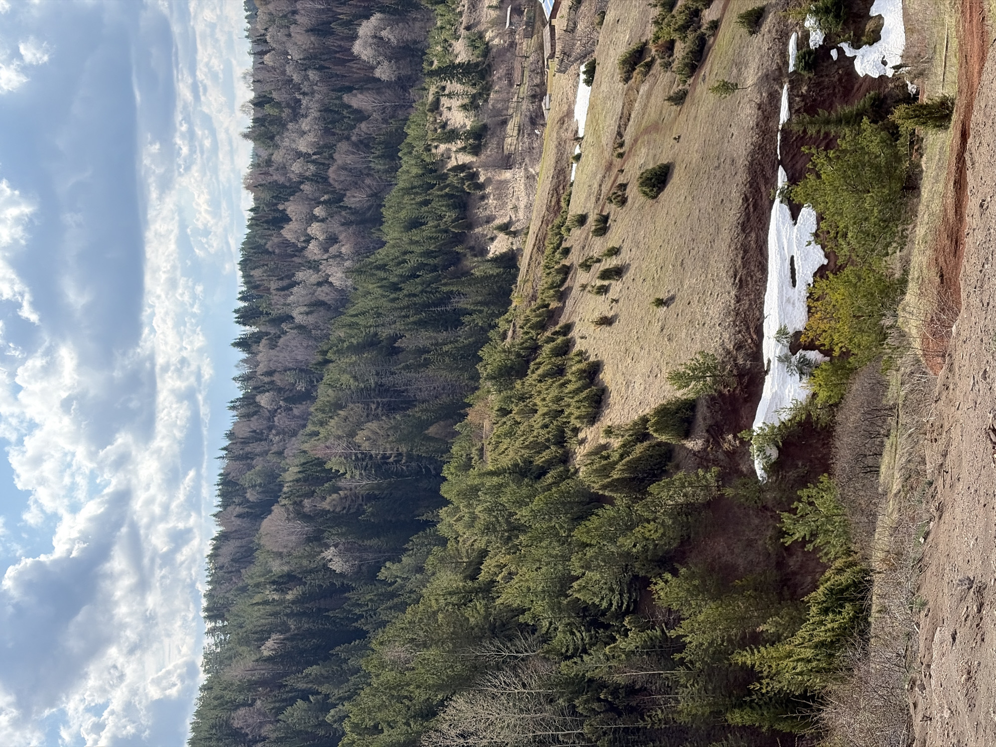 The image depicts a landscape with varied terrain. On the left, a dense forest of coniferous and deciduous trees extends into the distance, partially obscured by clouds in the sky. The forest appears to cover a sloping hillside. To the right of the forest, there is a grassy hillside with scattered trees and patches of snow. The ground in the foreground is a reddish-brown soil. Some buildings are vaguely discernible atop the grassy hillside. The location is unspecified but potentially near the city of Ольховка, Russia.