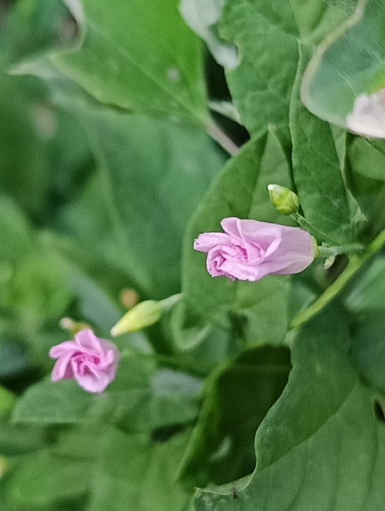 A close-up, vertical shot focuses on two delicate pink flower buds and a green bud, surrounded by lush green leaves. The flower on the right is larger and more developed, its petals unfurling in a spiral pattern. A smaller green bud sits above it. To the left and further down, a second pink bud is partially visible, also beginning to open. The background is a soft blur of green foliage, suggesting a natural outdoor setting. The lighting appears to be natural, possibly daylight, casting a gentle glow on the flowers. No people, text, or specific location cues are discernible. The overall impression is one of gentle growth and natural beauty.