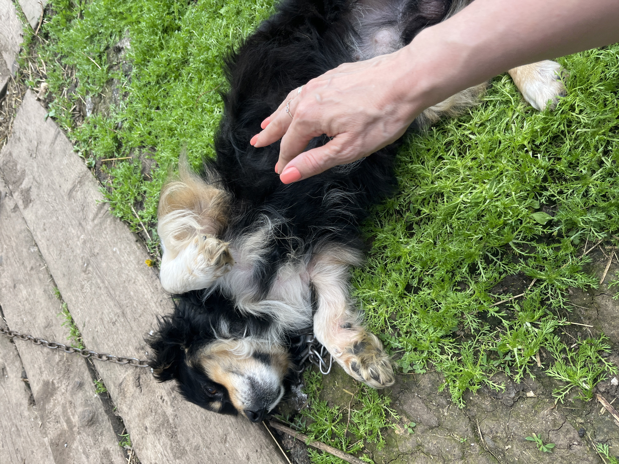 A medium-sized dog with black, tan, and white fur lies on its back in bright green grass, next to a wooden platform. The dog appears to be a mix, possibly with some Australian Shepherd or Border Collie traits, and has a chain collar around its neck. A person's hand, with coral-colored nail polish and rings on two fingers, gently strokes the dog's belly. The scene is outdoors, with some dry grass and dirt visible on the edge of the wooden planks. The lighting suggests it is daytime, possibly overcast. The location is identified as Bolshoy Gondyr, Russia.
