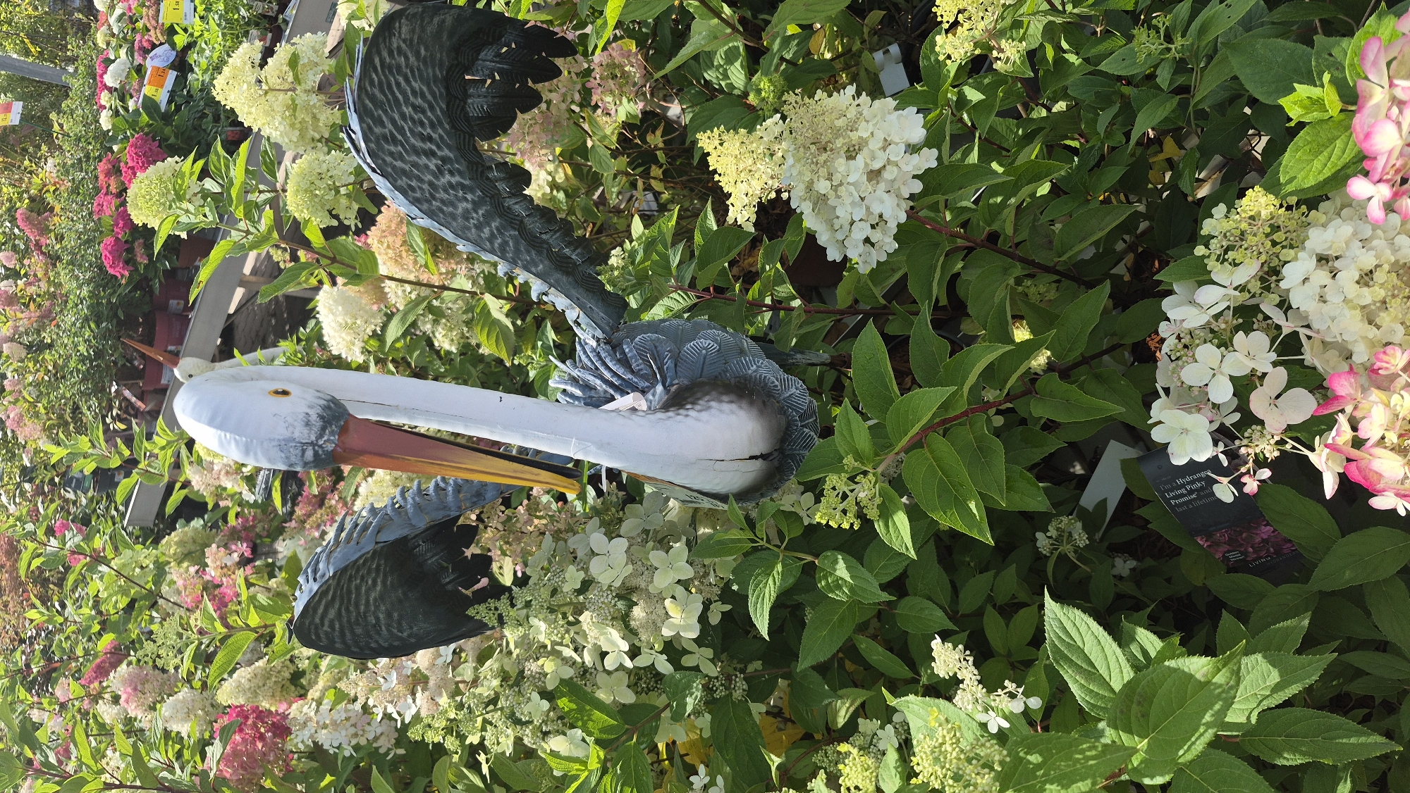 The image shows a garden center in Jēkabpils, Latvia. A decorative garden statue of a pelican stands among hydrangeas. The statue is white with a long beak, blue and grey wings, and a blue patterned body. It is positioned in the foreground, with its wings spread. Behind the statue, there are many flowering hydrangeas in various shades of pink, white, and green. The plants are lush and healthy, indicating a well-maintained garden center. The overall impression is of a vibrant and colorful outdoor space.