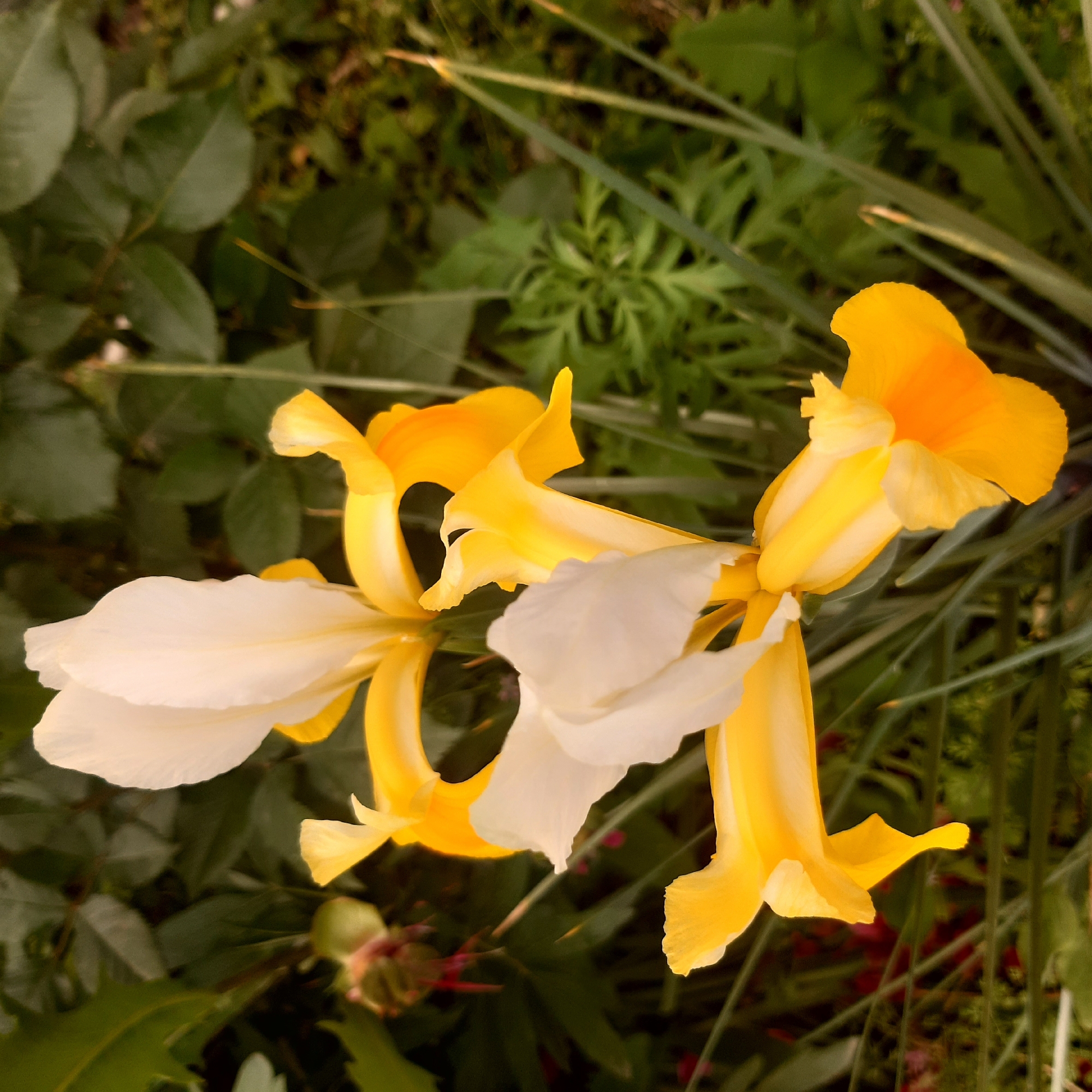 The image features two vibrant, bicolored flowers, likely irises, set against a softly blurred green background. The prominent flower in the foreground, located slightly to the left, showcases large white lower petals (falls) that contrast beautifully with bright yellow, upward-curving upper petals (standards). A hint of orange can be seen deeper within the yellow petals. A second, similar flower is partially visible to the right, exhibiting the same striking white and yellow coloration.
The background is a rich tapestry of out-of-focus green foliage, comprising both broad leaves, possibly from a bush, and slender, grass-like blades that diagonally cross the frame. A small, indistinct reddish-brown bud or flower is faintly visible in the lower-right background amidst the greenery.
The scene is bathed in soft, natural light, suggesting either early morning or late afternoon, creating a serene and tranquil atmosphere without harsh shadows. The weather appears clear and calm. This peaceful garden setting is located in Yeghegnadzor, Armenia. There is no discernible activity or event taking place, and no text is visible within the image.