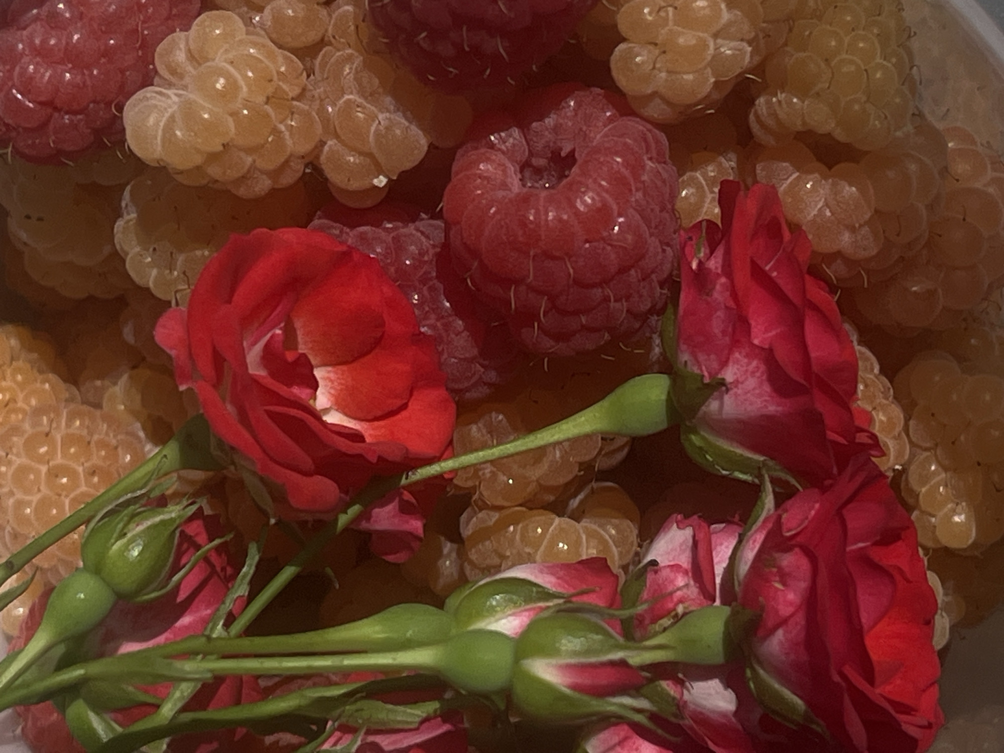 The image is a close-up, overhead shot of a bowl filled with ripe raspberries and red roses. The raspberries are a mix of red and golden varieties, some appearing plump and juicy, while others seem slightly dried. Interspersed among the berries are several red roses, some fully bloomed with delicate petals, and others in bud form with green sepals. The roses are arranged in a way that suggests they have been placed on top of the raspberries.
The lighting in the image is warm and diffused, casting a soft glow on the subjects and highlighting their textures. The background is a blur of colors from the raspberries and roses, creating a sense of depth and abundance. There is no visible text in the image, and the setting appears to be indoors or in a controlled environment, given the arrangement of the fruit and flowers. The overall mood of the image is rich and inviting, evoking a sense of natural beauty and perhaps a harvest or a decorative arrangement.