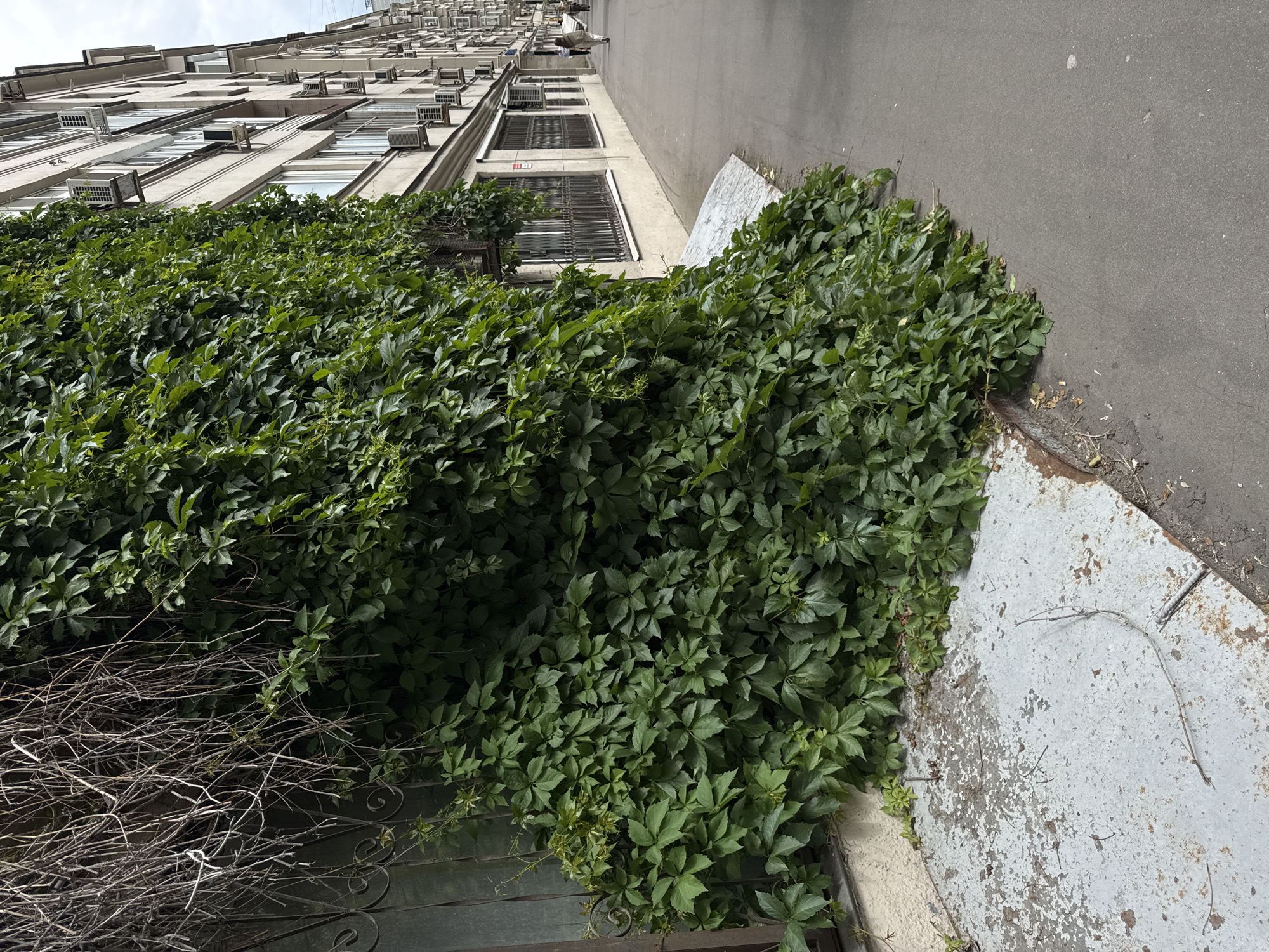 The image depicts a street scene in Moscow, Russia, characterized by an apartment building with abundant green foliage climbing its facade. The building, a typical Soviet-era apartment block, is several stories high and features numerous windows and air conditioning units. A dense growth of green ivy covers a significant portion of the lower wall, cascading down towards the sidewalk. In the foreground, a gray, weathered metal surface, possibly a manhole cover or access panel, is visible. The sidewalk is paved with asphalt, and a narrow street runs alongside it, with a few indistinct figures walking in the distance. The overall impression is one of urban nature encroaching on a built environment, suggesting a summer or early autumn season.