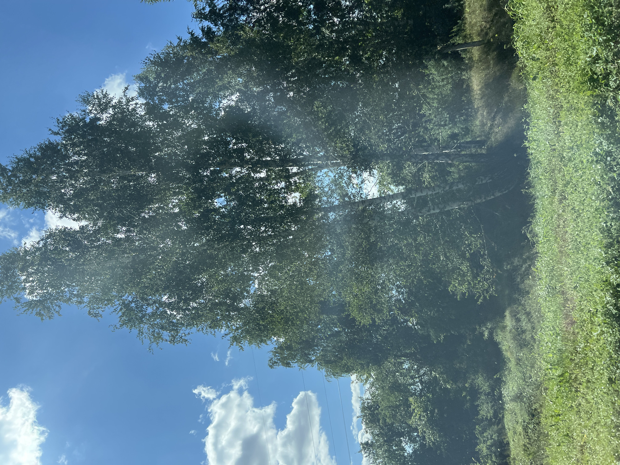 The image depicts a natural scene with tall birch trees in the foreground, their white trunks stark against the dappled green foliage. The trees are clustered together, some with sunlight filtering through their leaves, creating beams of light that fall onto the grassy ground. In the background, a dense line of trees forms a darker green backdrop, suggesting a forest or thick woodland. The sky above is a vibrant blue, dotted with fluffy white clouds. The ground in the foreground is covered in lush, green grass and vegetation, with some taller plants and dry stalks mixed in. The overall impression is one of a serene, sunlit day in a rural or natural setting. The specific location in Ozerki, Russia, implies a natural landscape, possibly near a forest edge or a park. There are no people or man-made objects visible except for what appears to be a utility pole with wires in the far left background, suggesting proximity to infrastructure but the primary focus is on the natural environment.