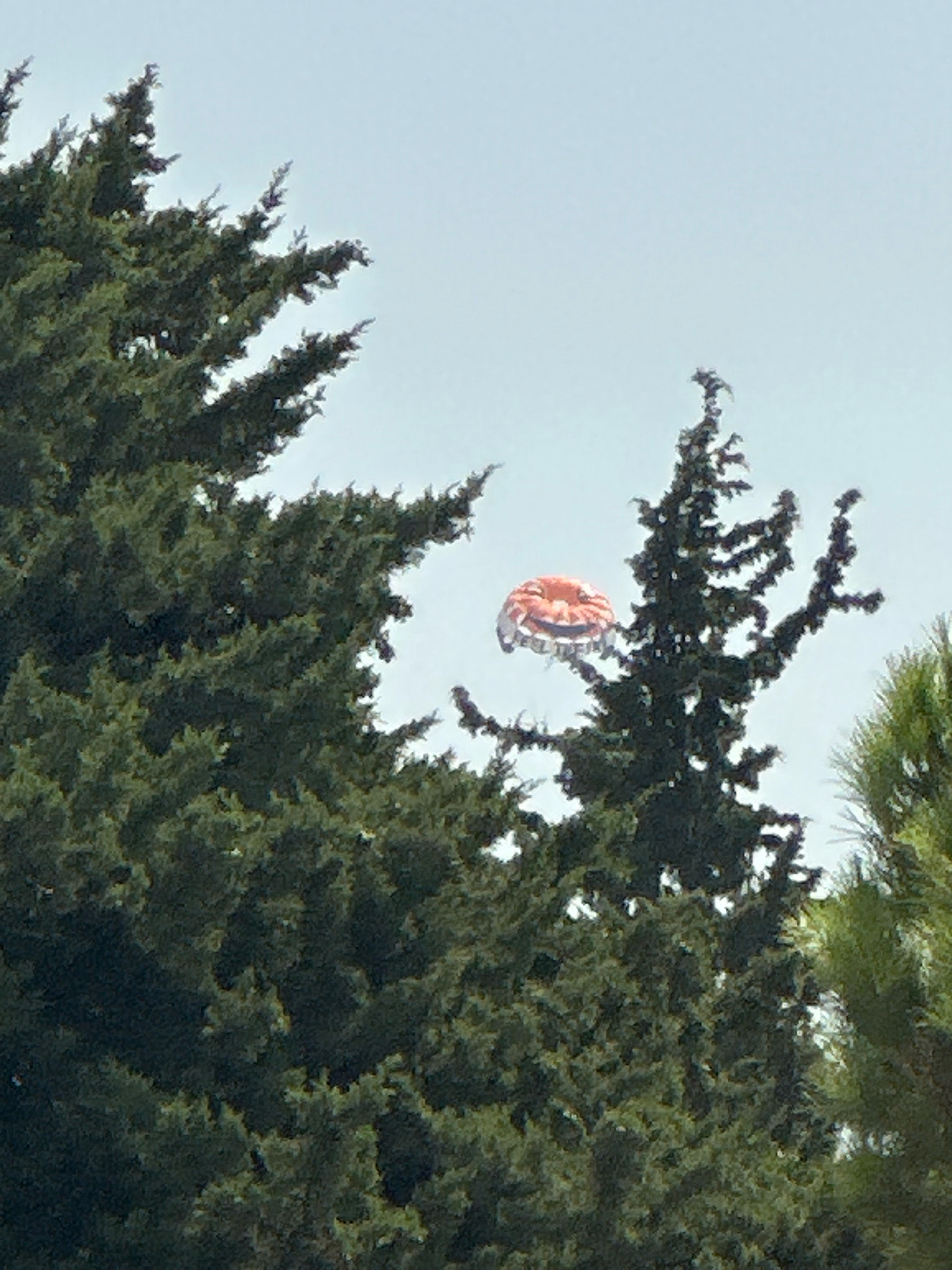 In Budva, Montenegro, a red and white parachute is visible against a cloudy sky, suspended between the branches of dark green evergreen trees. The parachute appears to be descending, with its canopy partially deployed. The trees are dense and lush, obscuring much of the background. The overall scene suggests an aerial event, possibly a parachute jump or a drone landing, occurring in a natural or park-like setting within the city.